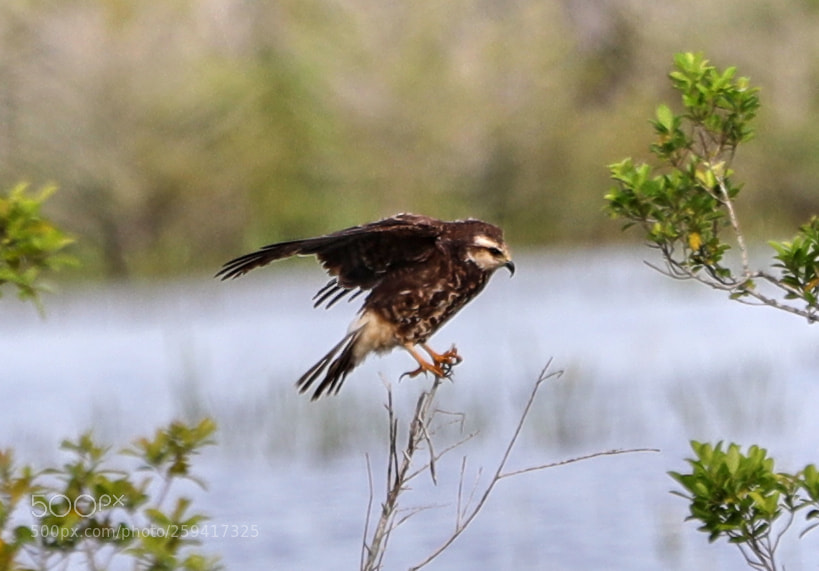 Canon EOS-1D X Mark II sample photo. 05-25-18-0019670.jpg photography