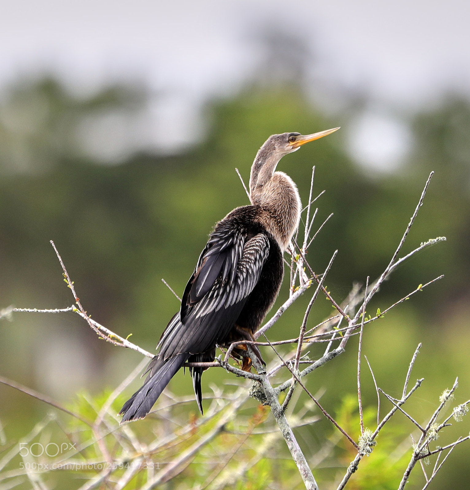Canon EOS-1D X Mark II sample photo. 05-25-18-0019601.jpg photography