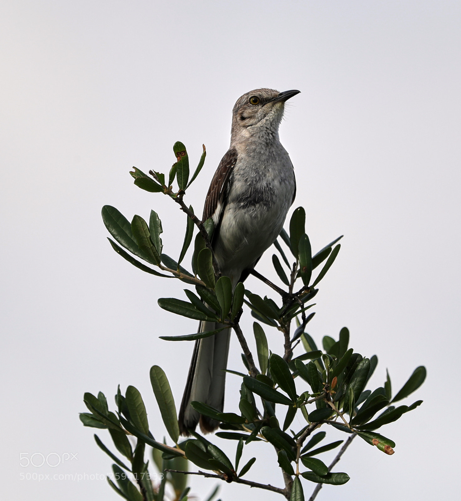 Canon EOS-1D X Mark II sample photo. 05-25-18-0019596.jpg photography