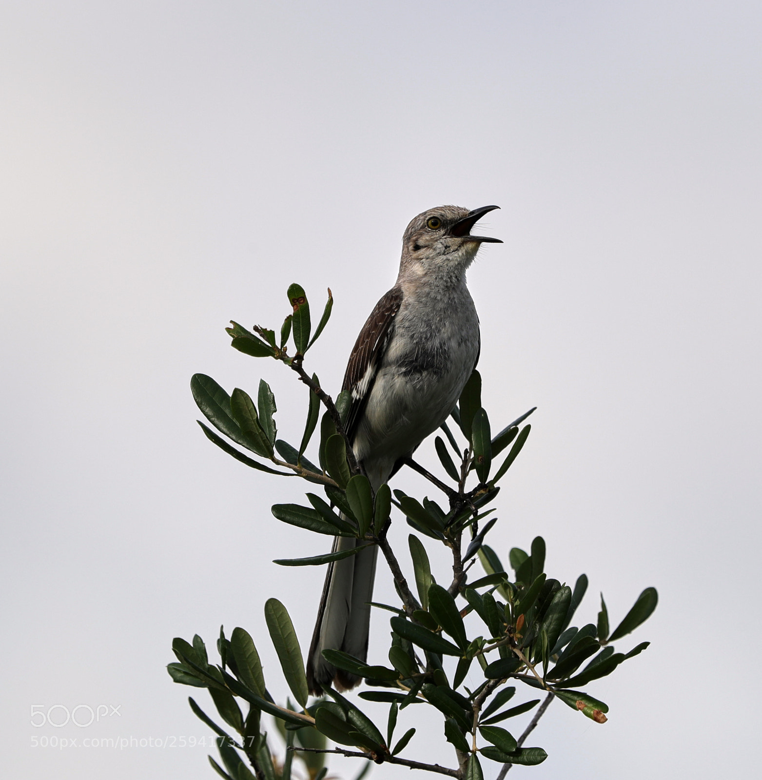 Canon EOS-1D X Mark II sample photo. 05-25-18-0019595.jpg photography