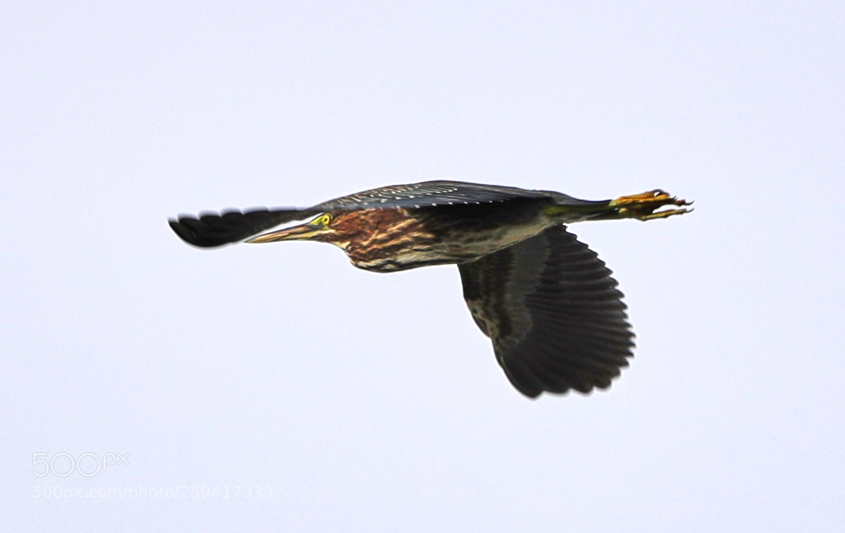 Canon EOS-1D X Mark II sample photo. 05-25-18-0019594.jpg photography