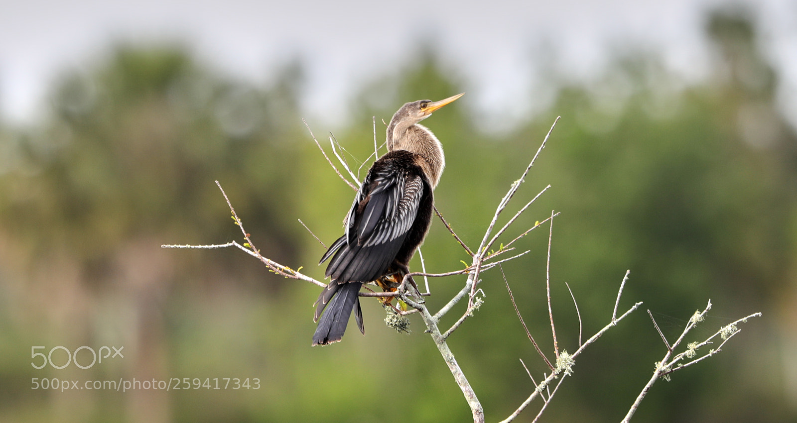 Canon EOS-1D X Mark II sample photo. 05-25-18-0019600.jpg photography
