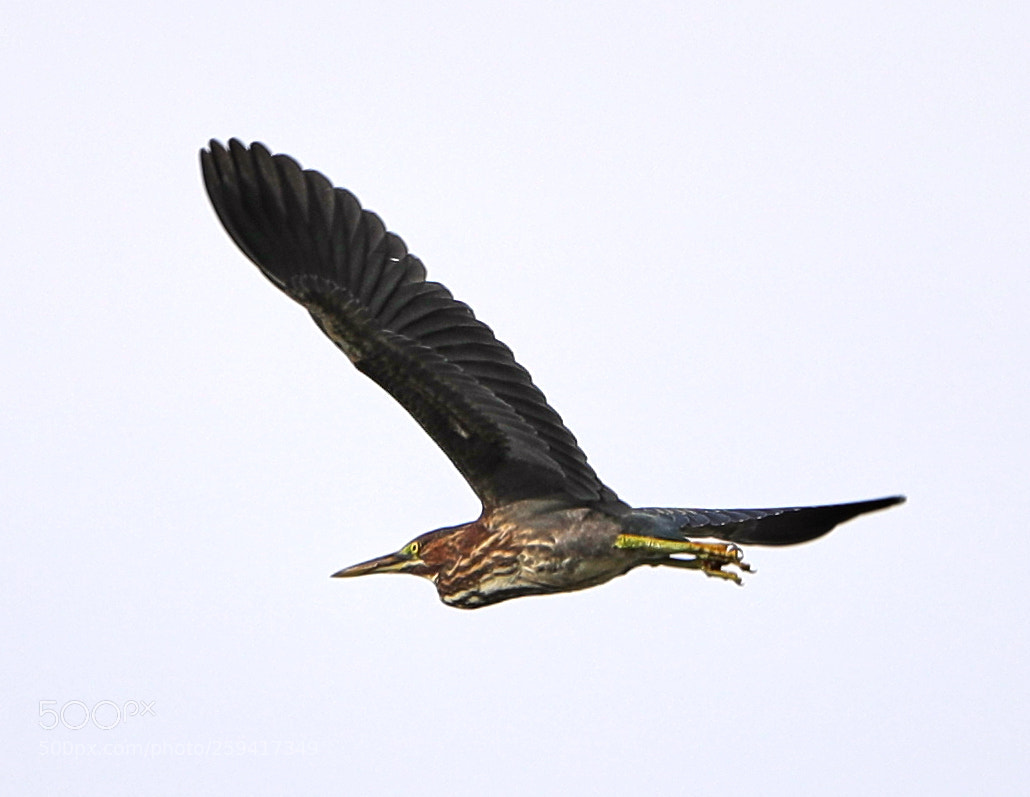 Canon EOS-1D X Mark II sample photo. 05-25-18-0019592.jpg photography