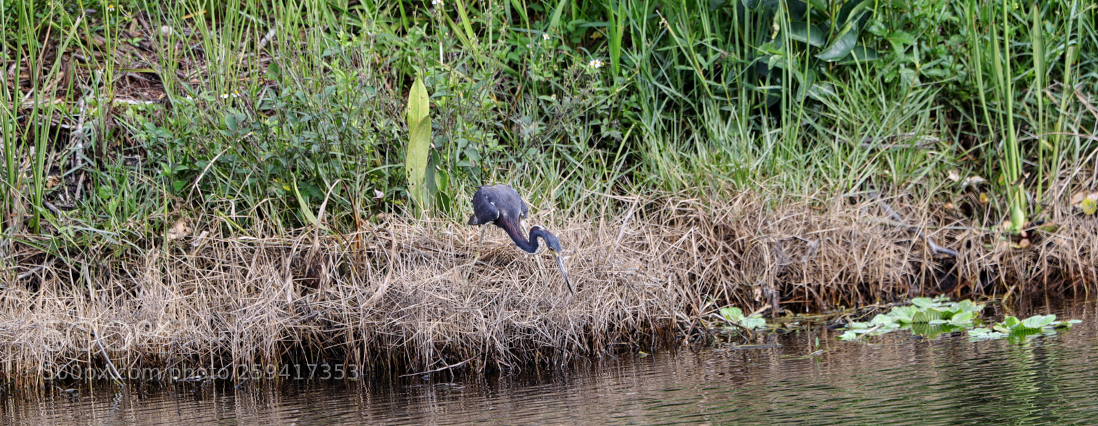 Canon EOS-1D X Mark II sample photo. 05-25-18-0019586.jpg photography