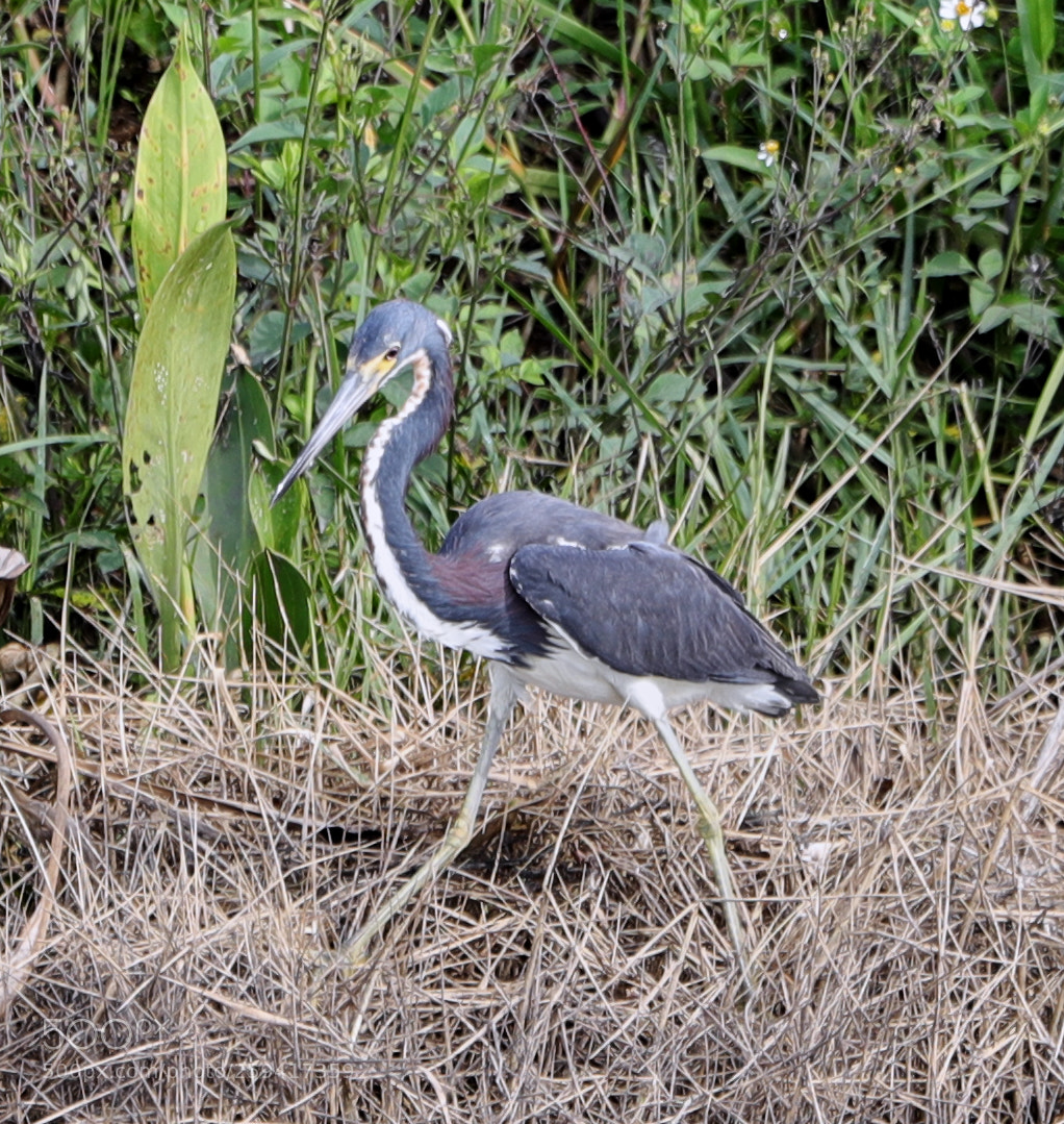 Canon EOS-1D X Mark II sample photo. 05-25-18-0019583.jpg photography