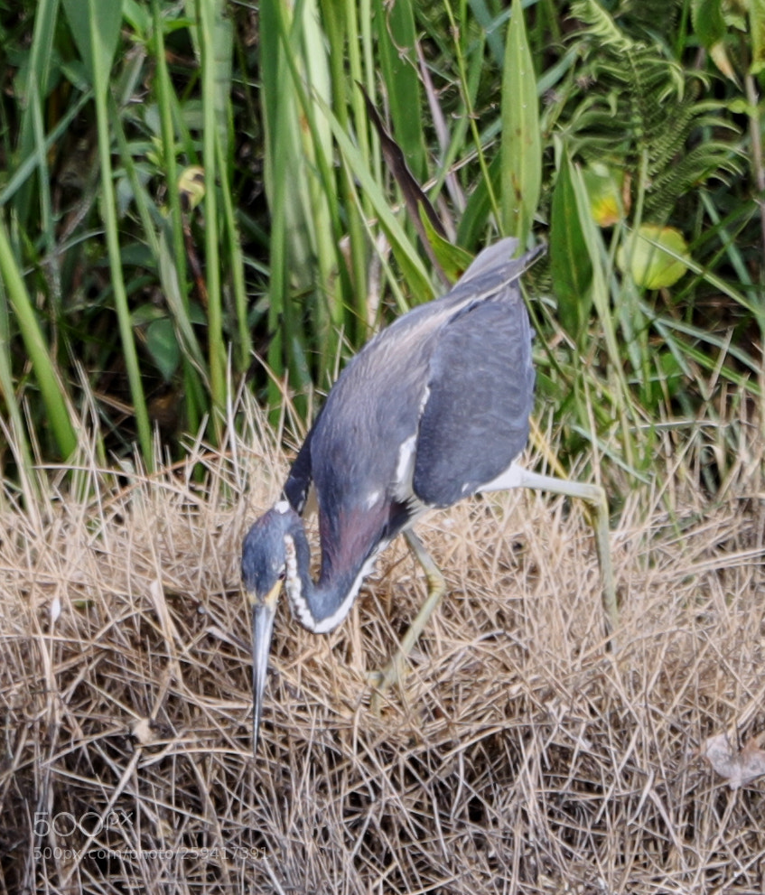Canon EOS-1D X Mark II sample photo. 05-25-18-0019575.jpg photography
