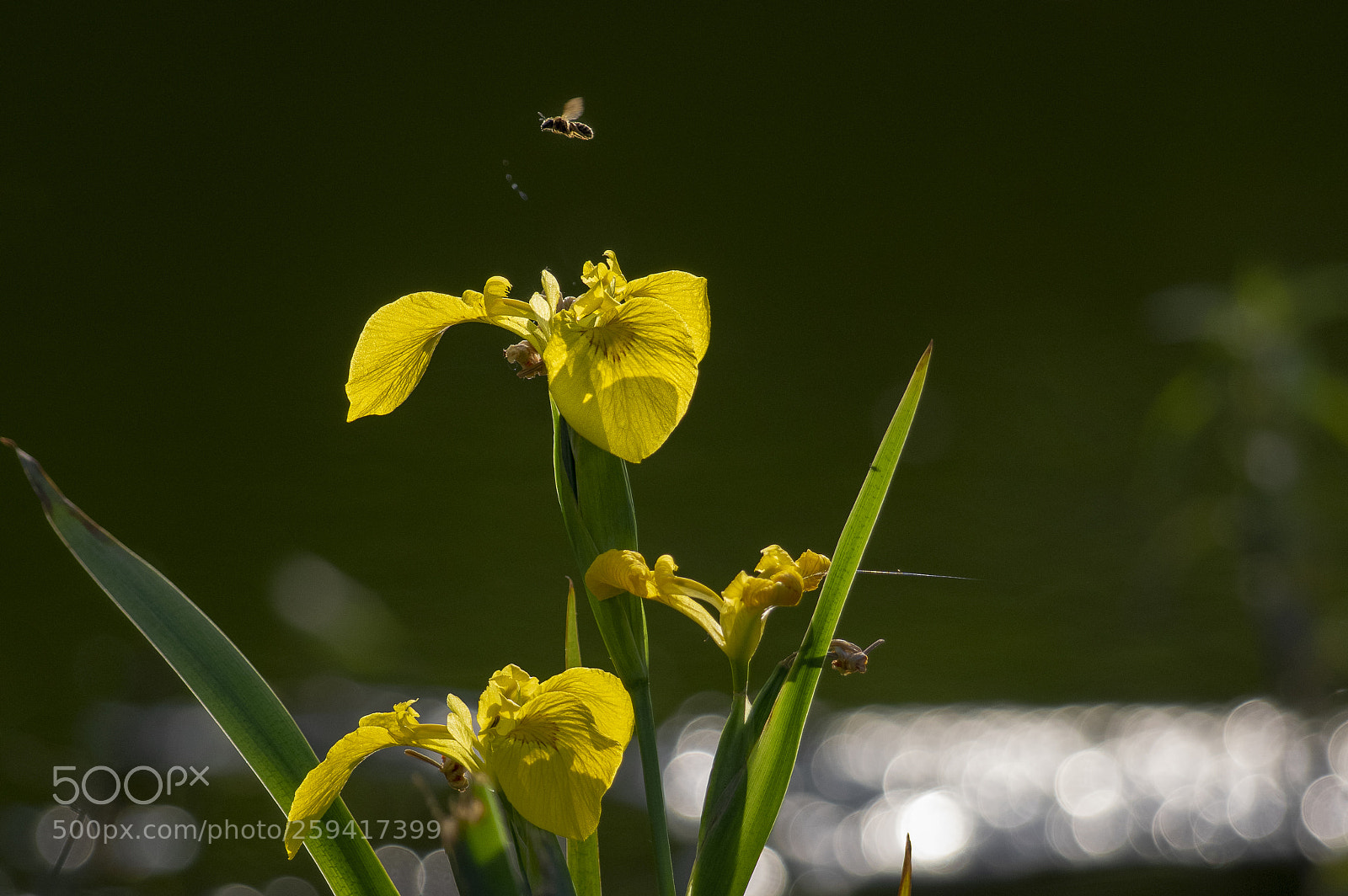 Pentax K-3 sample photo. Flower spotting photography