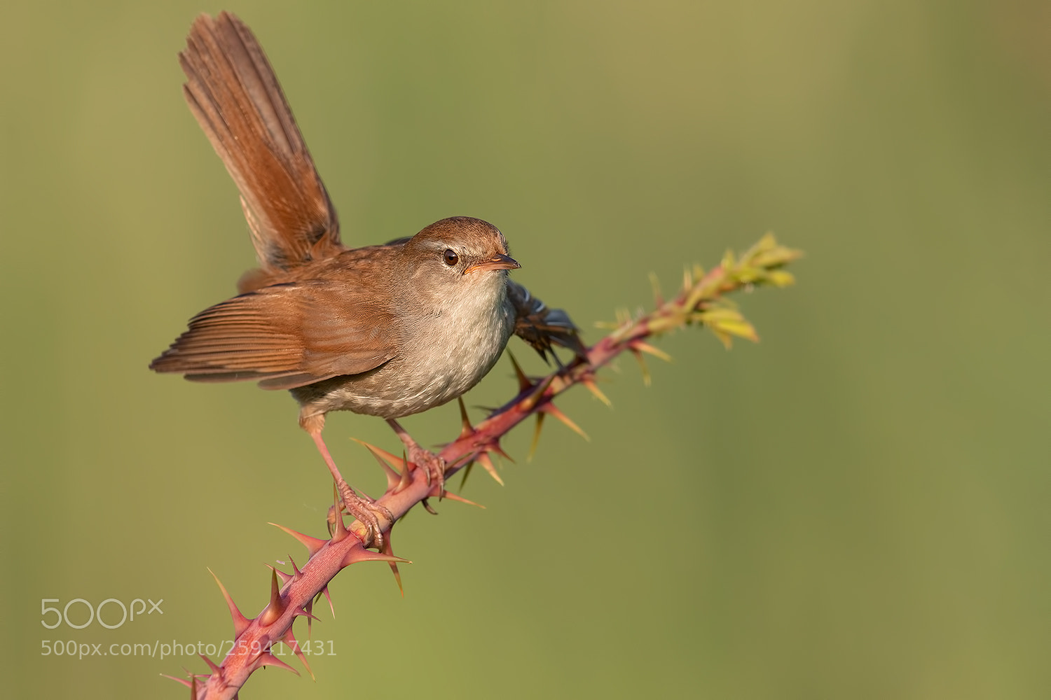 Canon EOS 5D Mark IV sample photo. Cetti's warbler ! photography