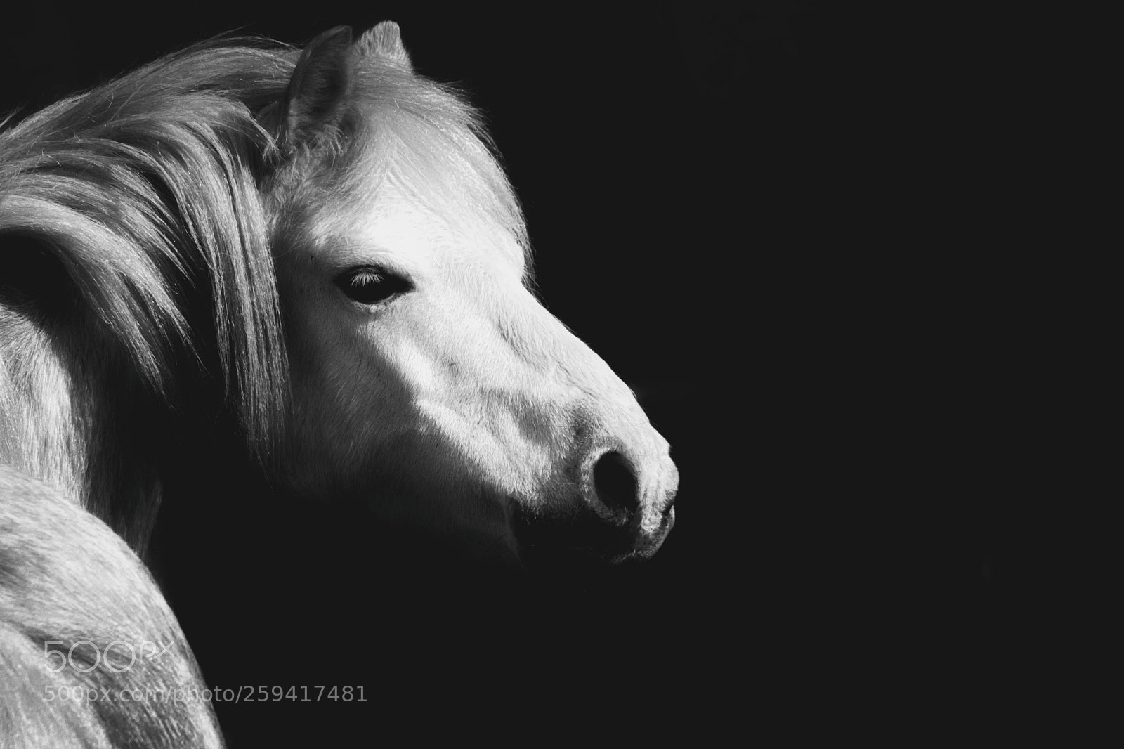 Canon EOS 450D (EOS Rebel XSi / EOS Kiss X2) sample photo. White horse on a photography