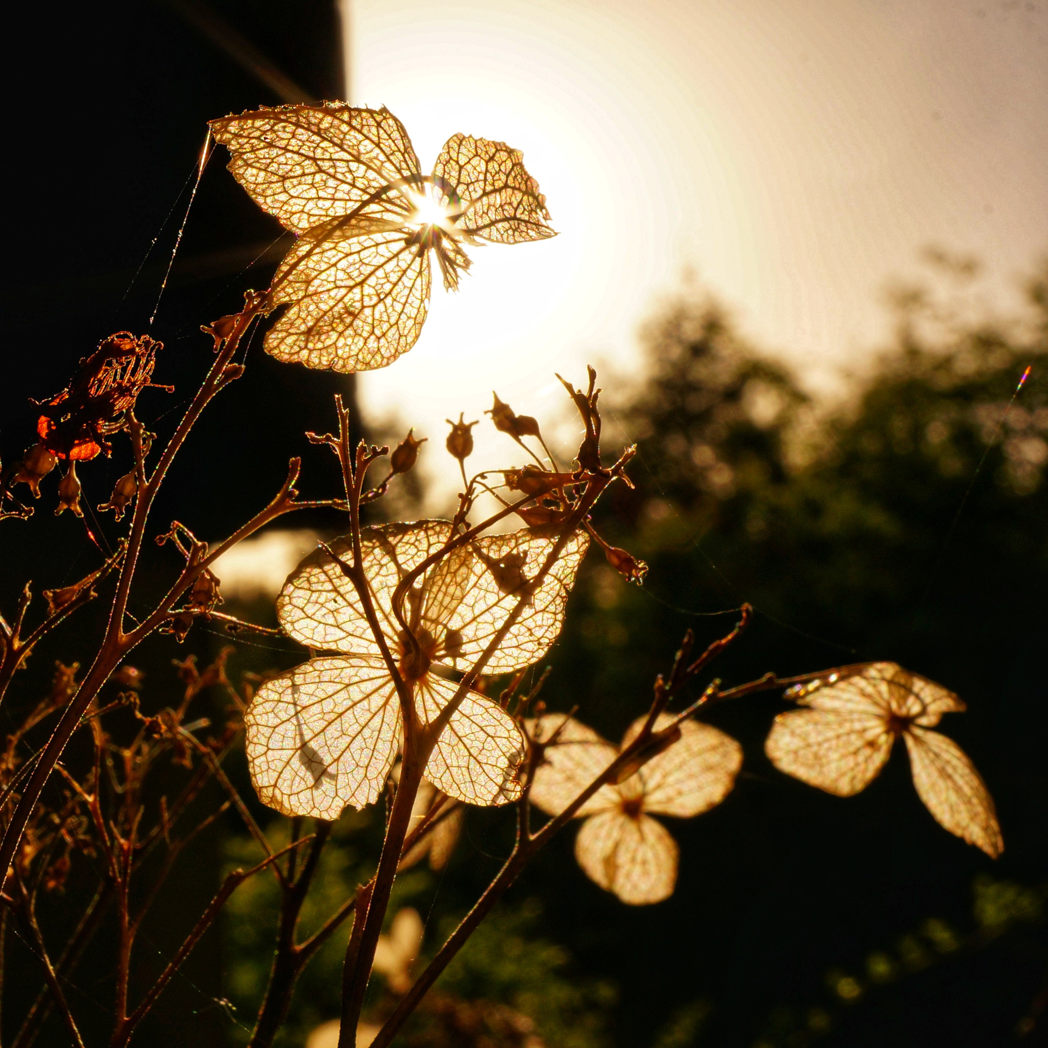 Sony Alpha NEX-5T sample photo. Dessication photography