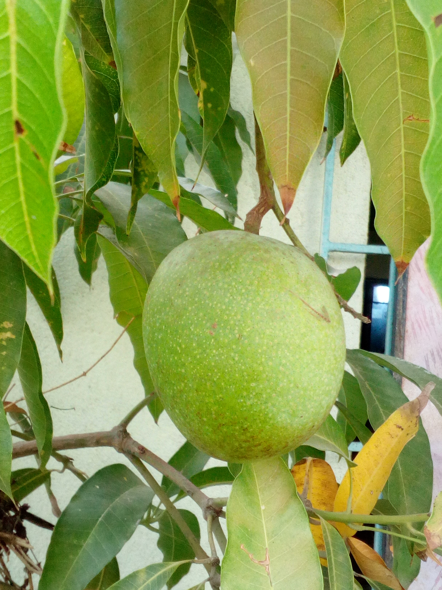 HUAWEI Y5II sample photo. Mango photography