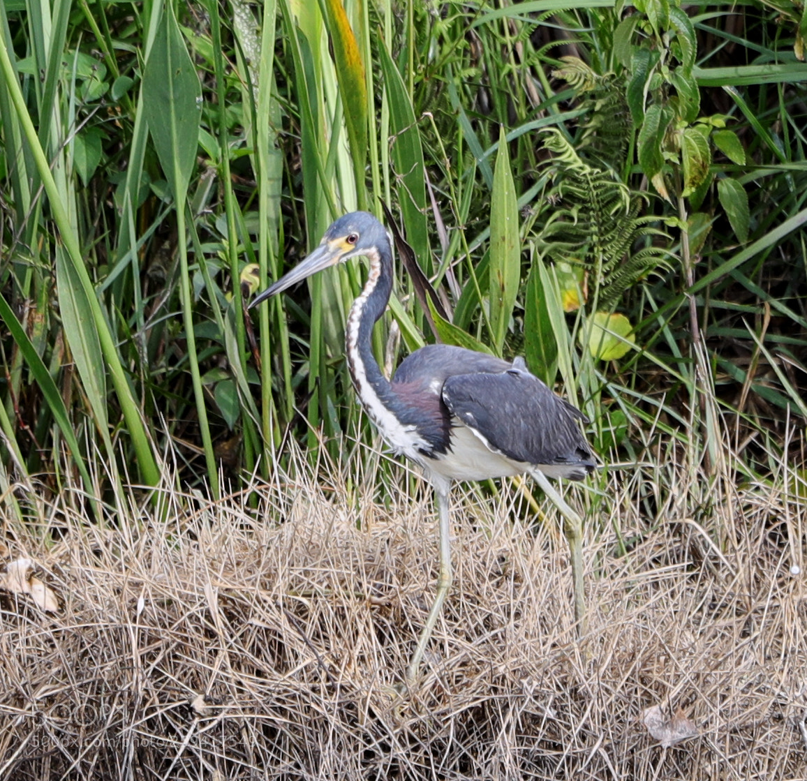 Canon EOS-1D X Mark II sample photo. 05-25-18-0019572.jpg photography