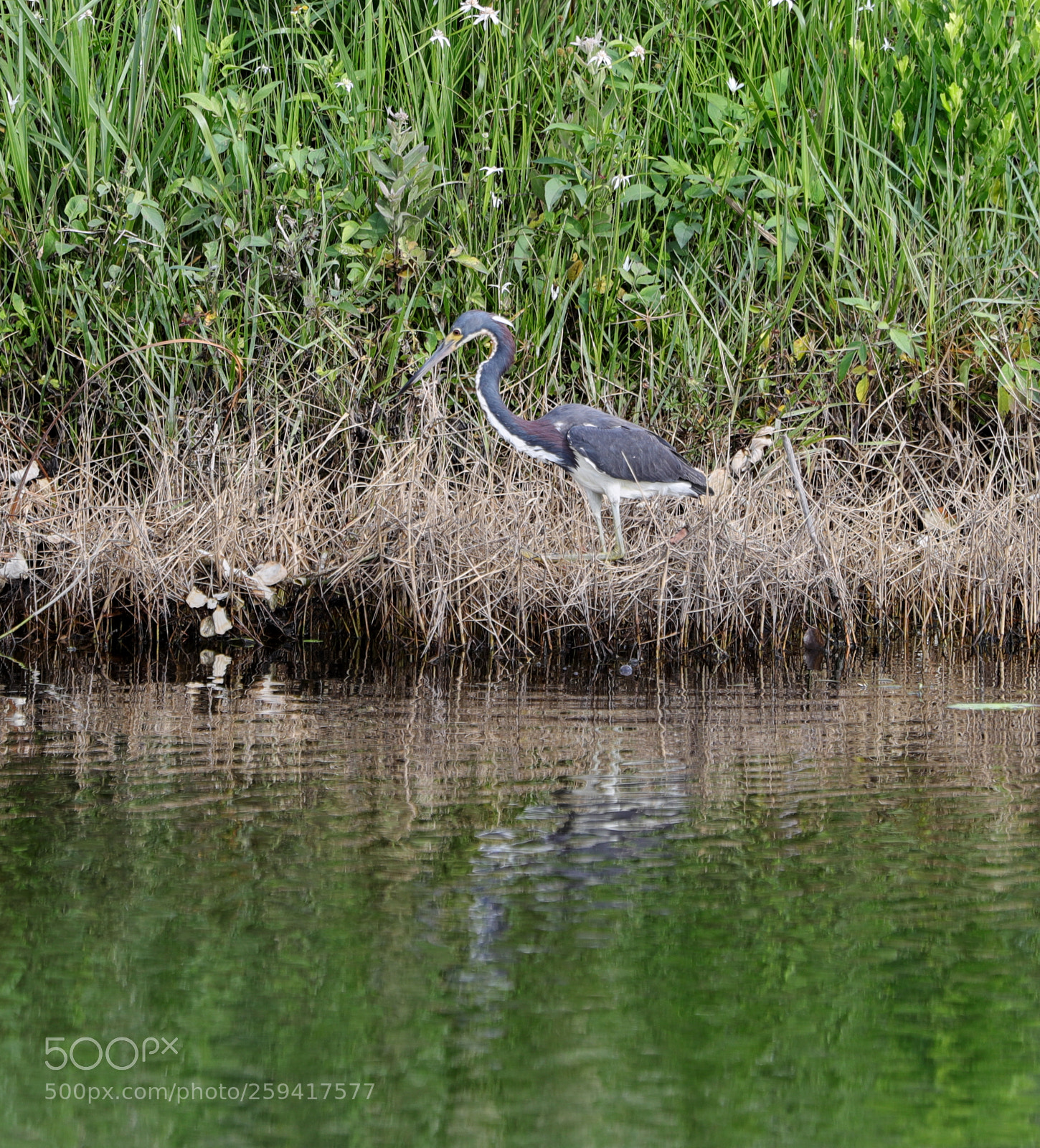 Canon EOS-1D X Mark II sample photo. 05-25-18-0019567.jpg photography