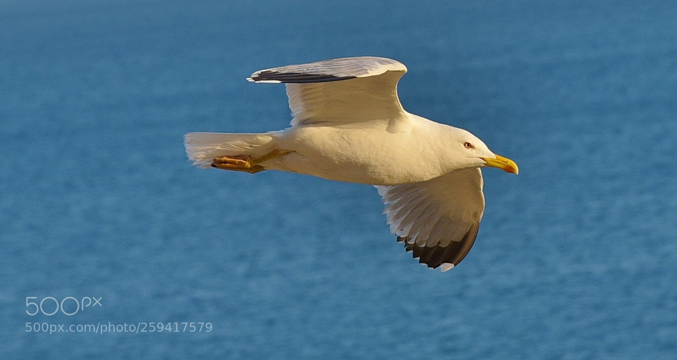 Nikon D750 sample photo. Seagull photography