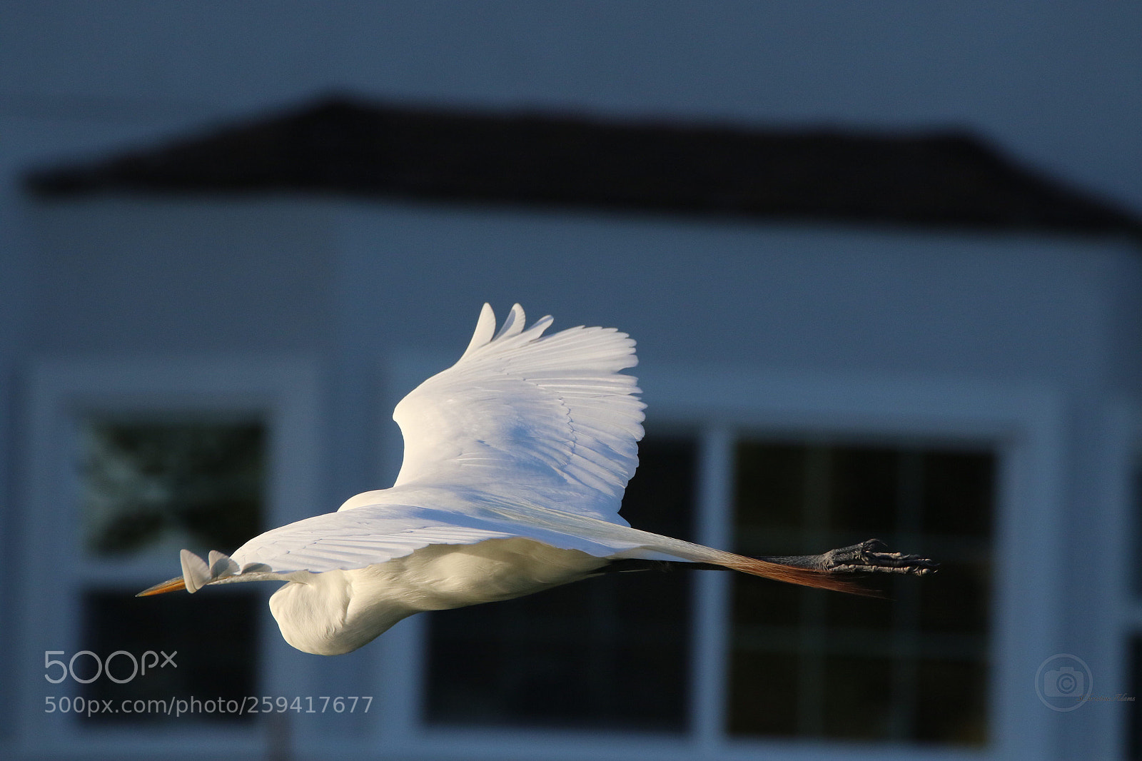 Canon EOS 7D Mark II sample photo. Adaptation photography