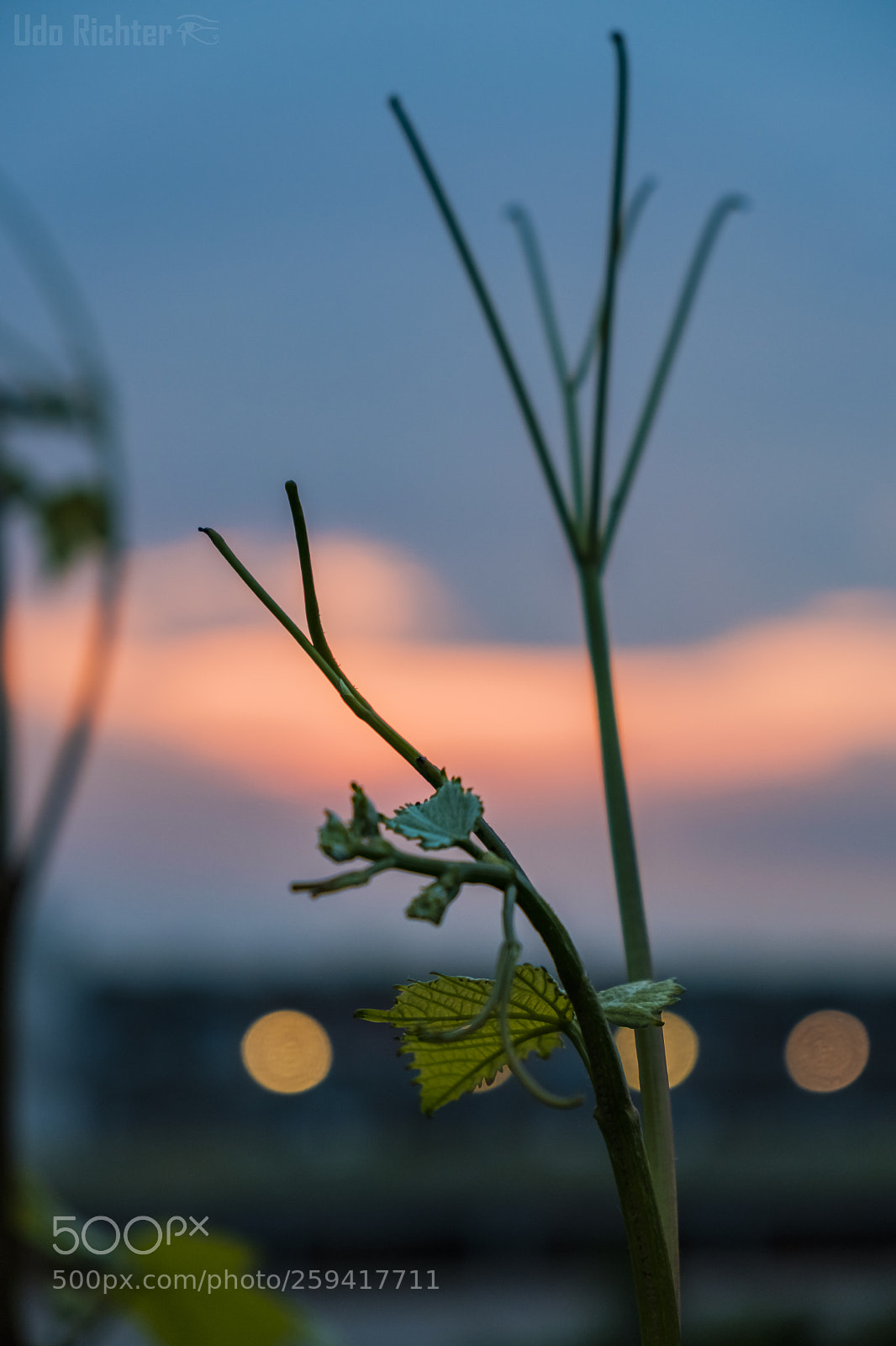 Fujifilm X-T20 sample photo. 'early morning' photography