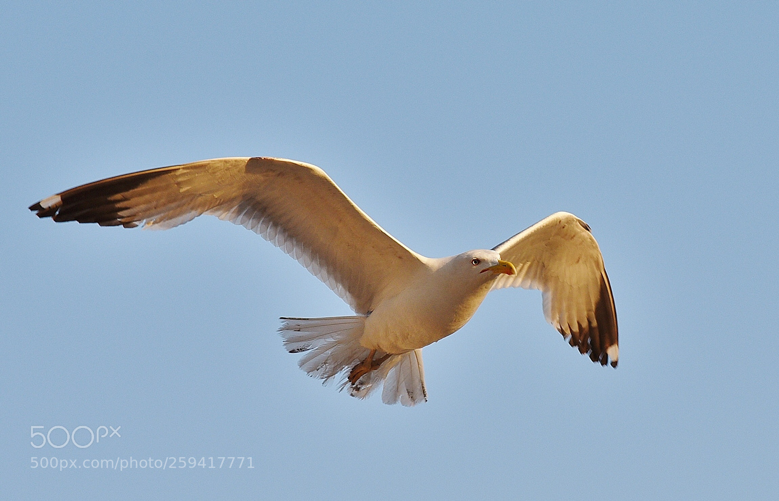 Nikon D750 sample photo. Seagull  photography