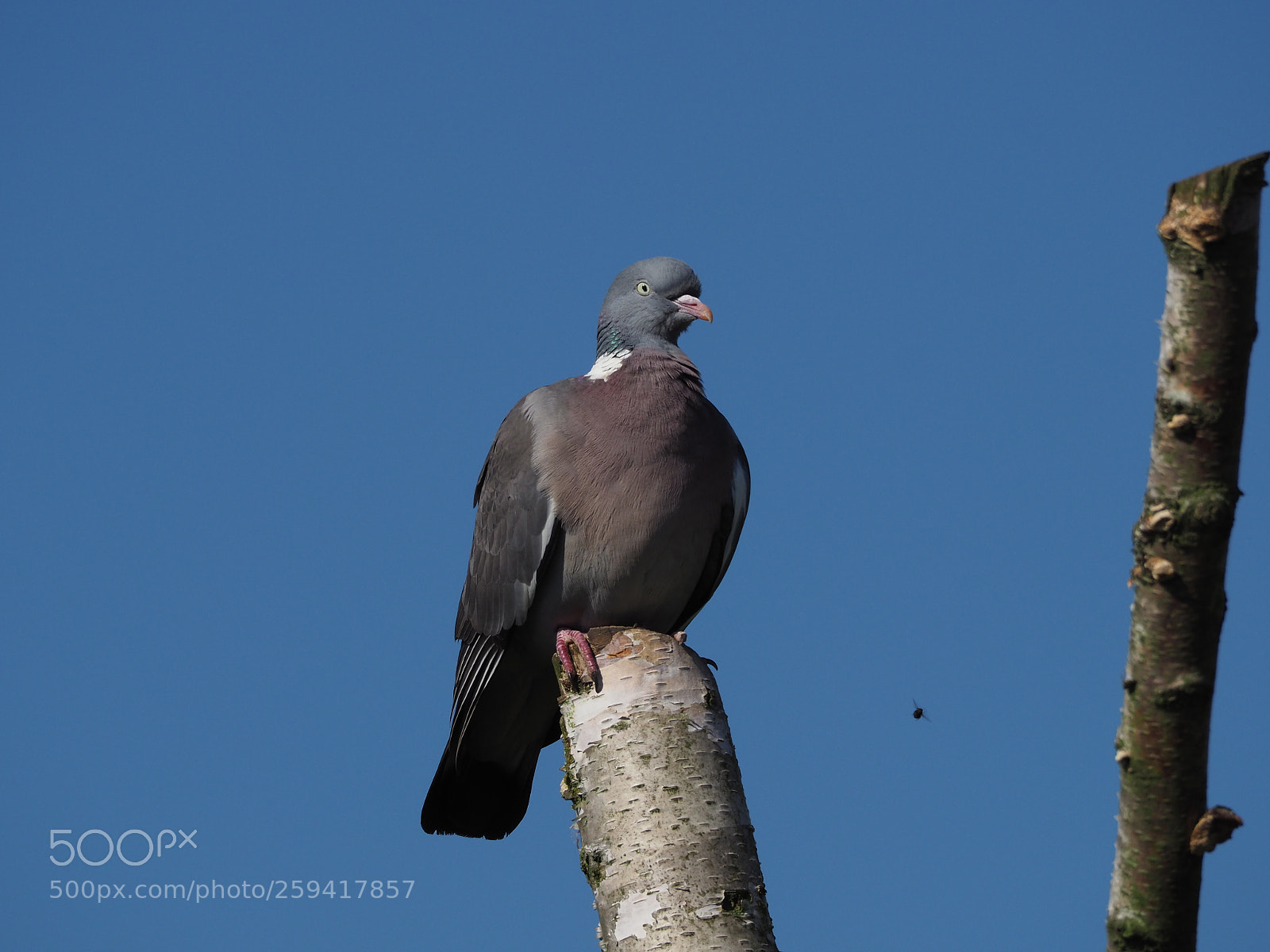 Olympus OM-D E-M1 Mark II sample photo. Wood pigeon photography