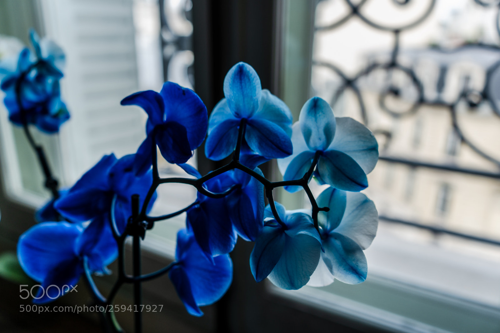 Sony a7 III sample photo. Cold flowers photography