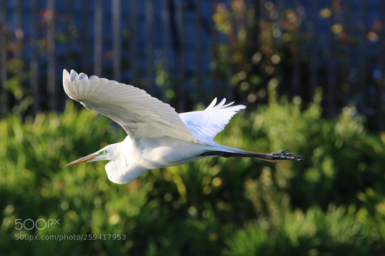 Canon EOS 7D Mark II sample photo. Adaptation ii photography