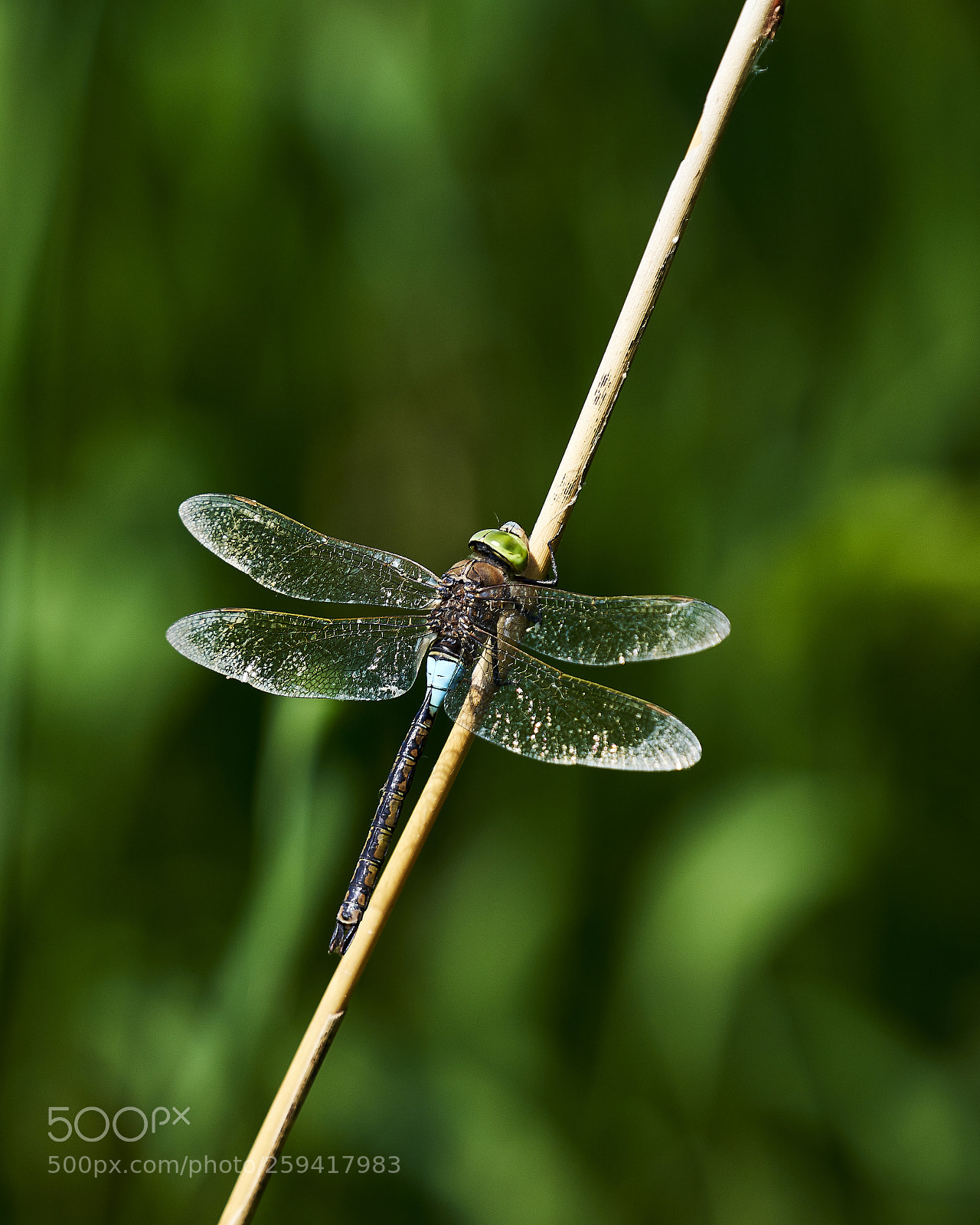 Sony a7R III sample photo. Dragonfly photography
