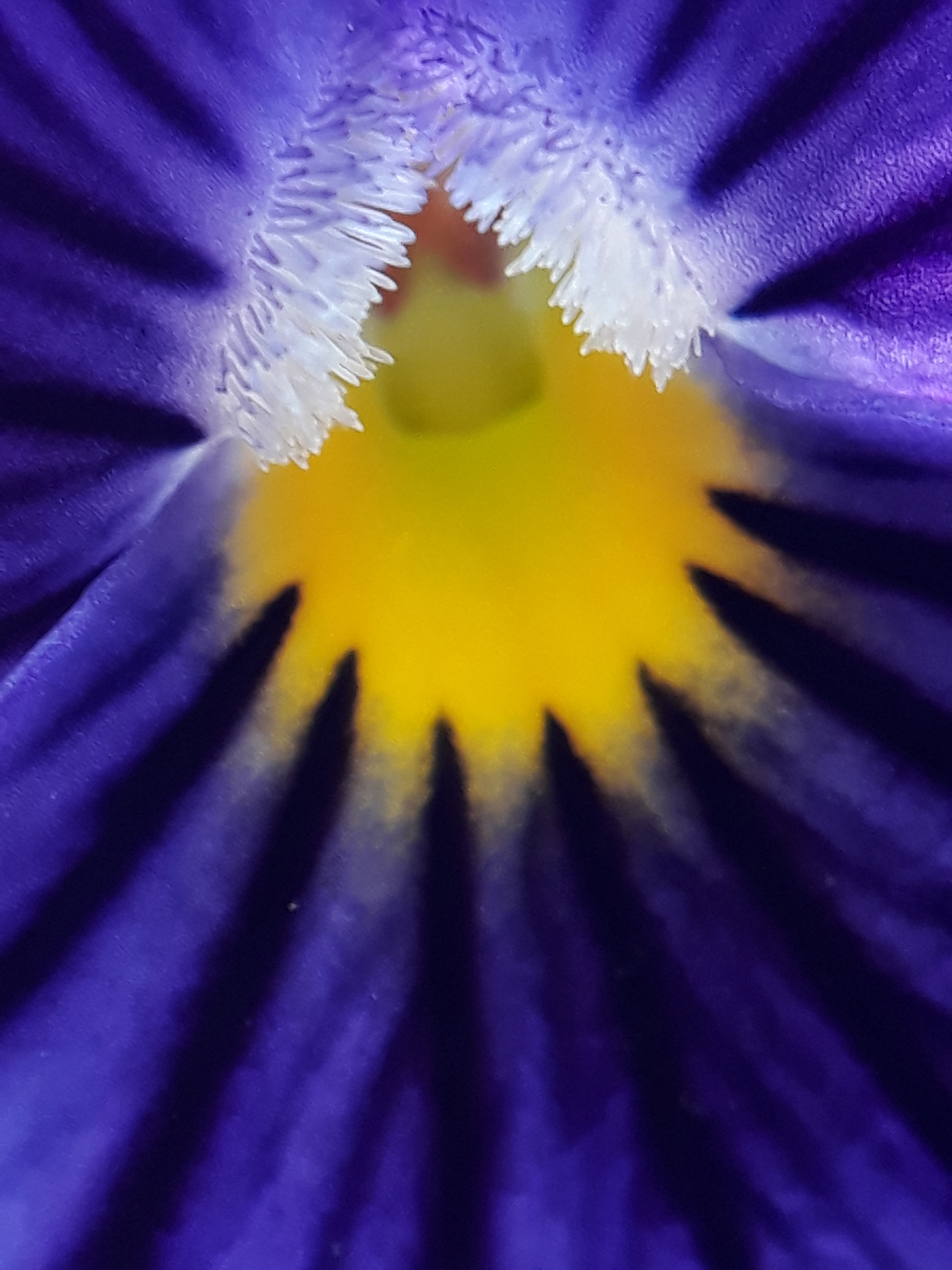 Samsung Galaxy A3(2017) sample photo. Purple art photography
