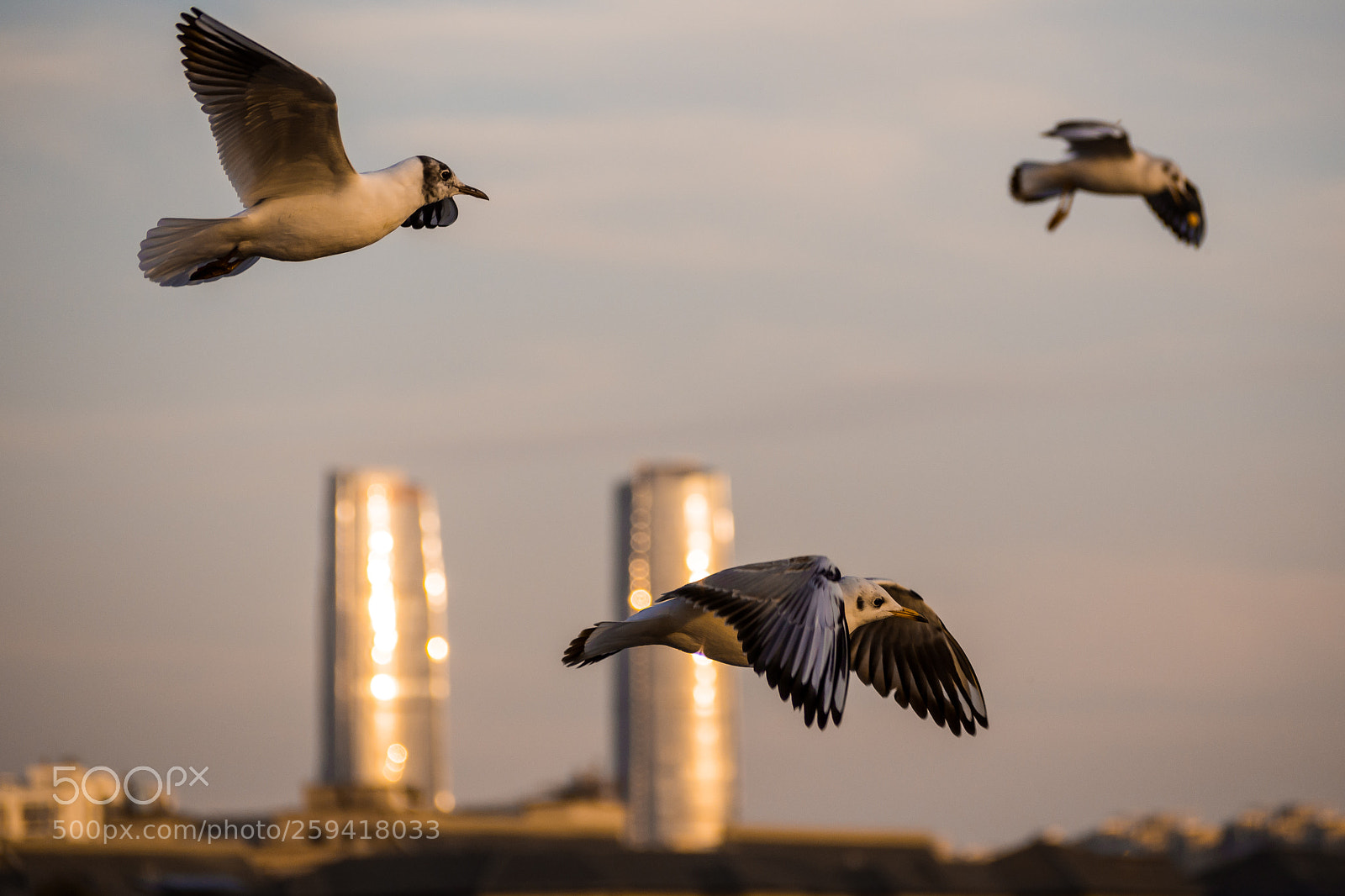 Olympus OM-D E-M10 II sample photo. Seagull twin towers photography