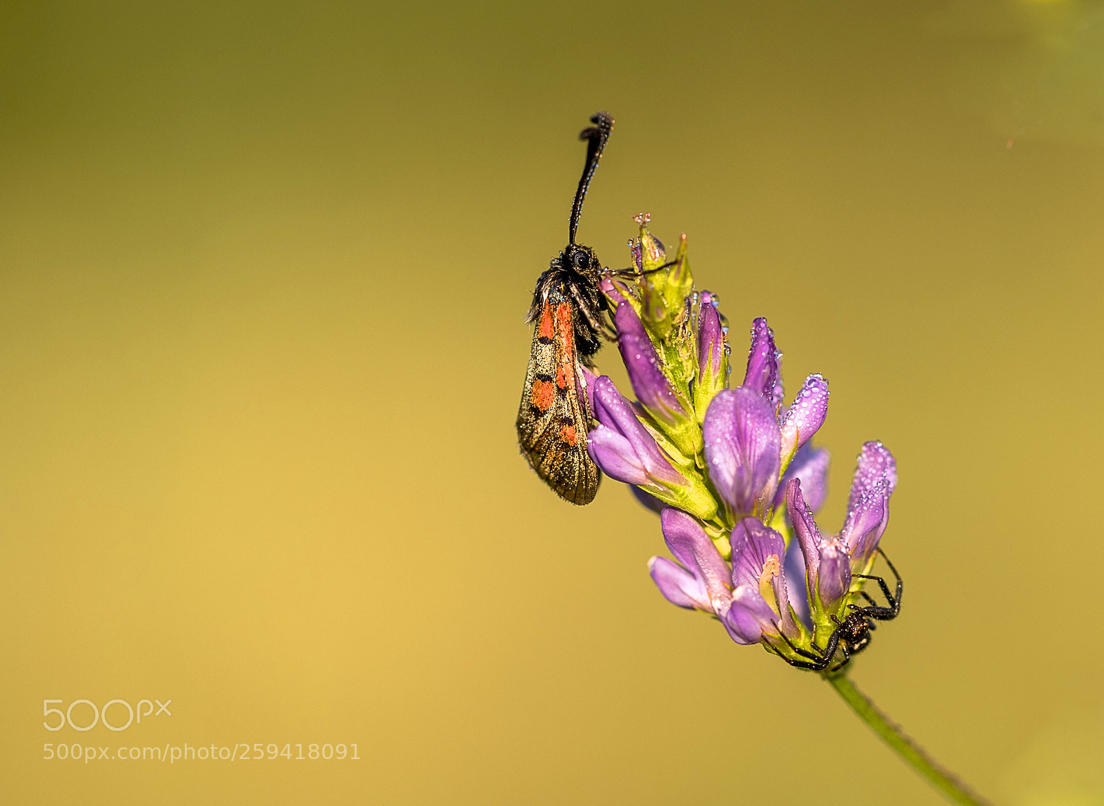 Canon EOS 6D Mark II sample photo. Eaten and being eaten photography