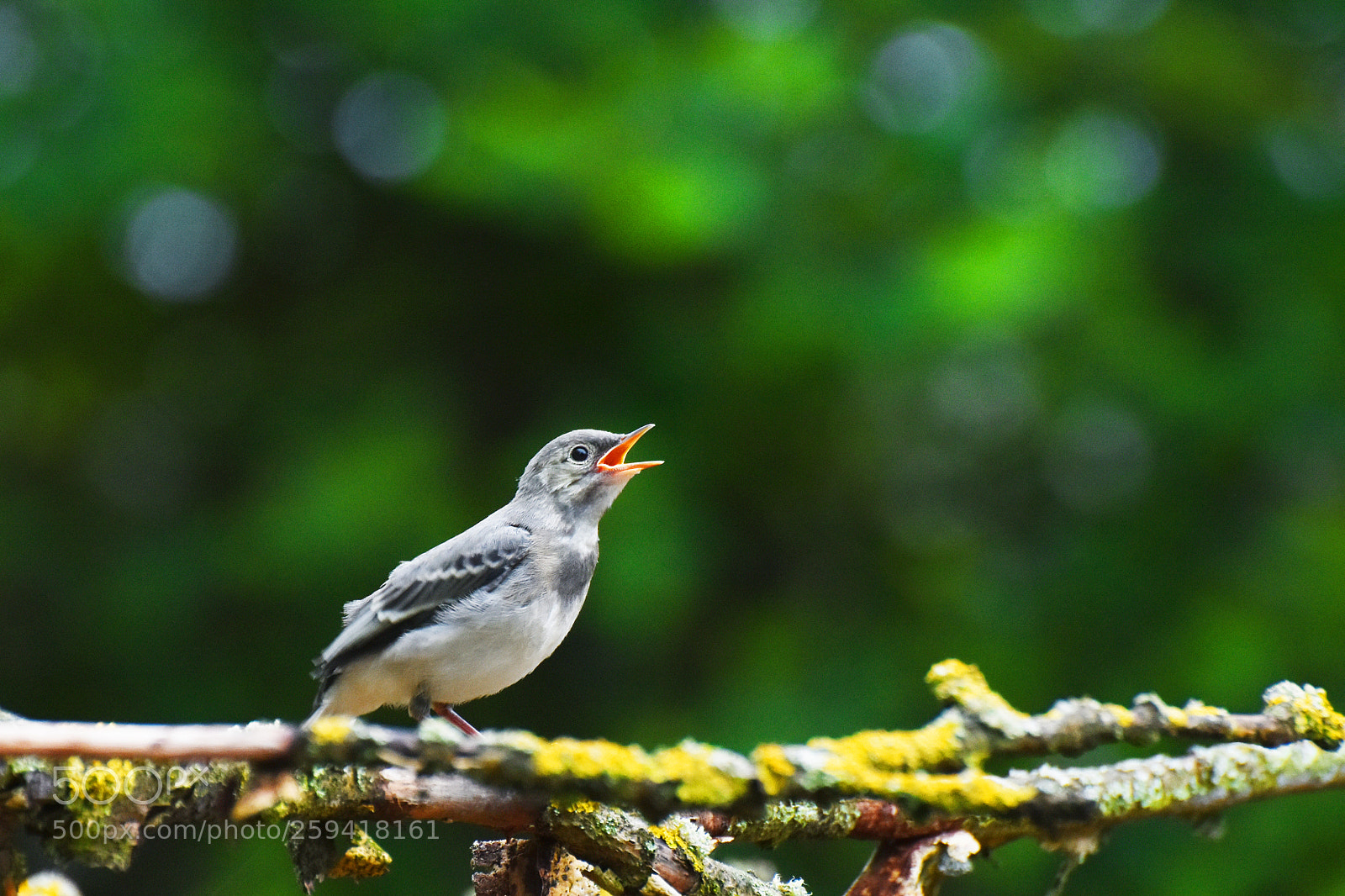 Nikon D7200 sample photo. Mooom i m still photography
