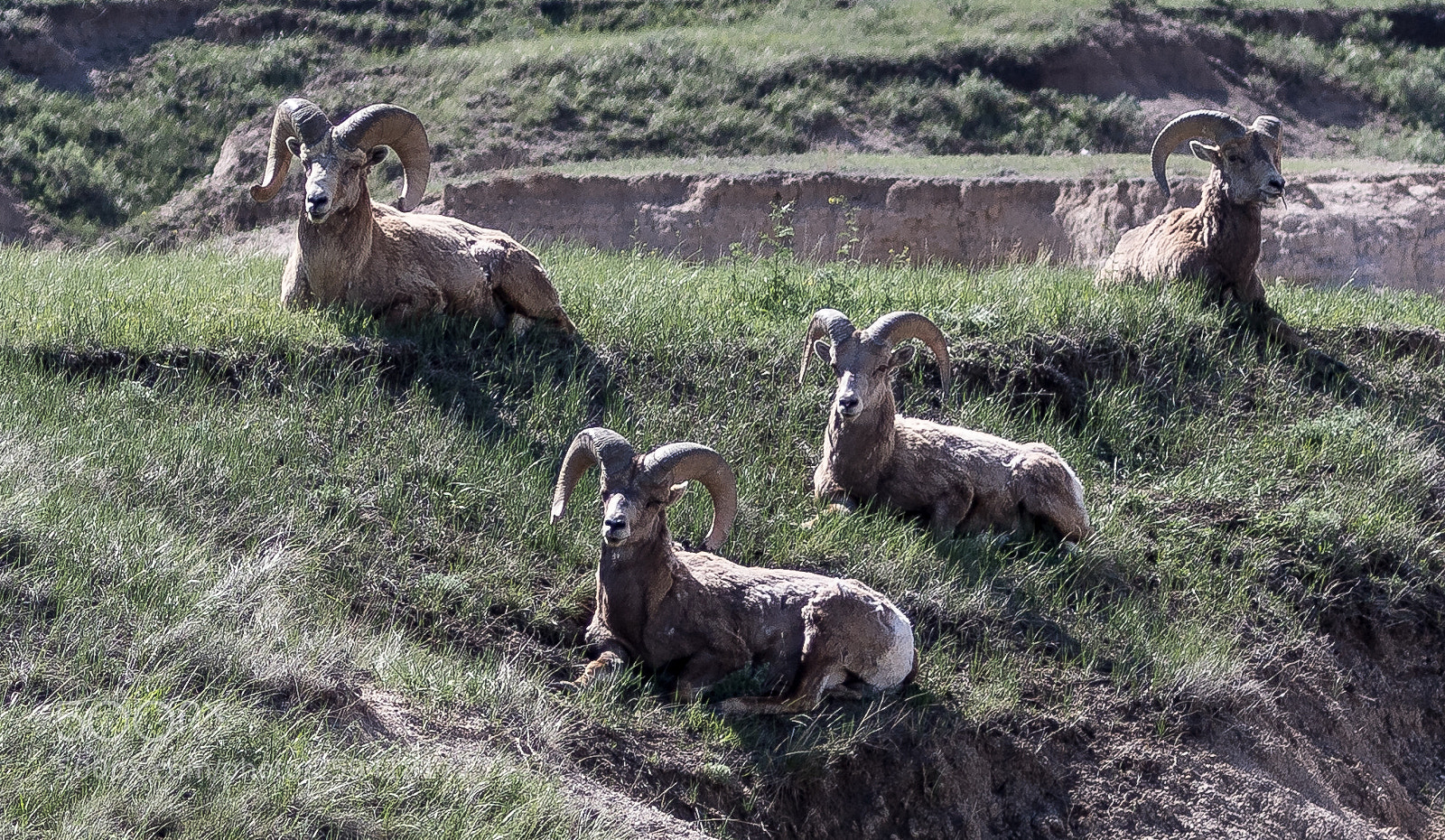Canon EOS 7D Mark II sample photo. Bighorn sheep photography