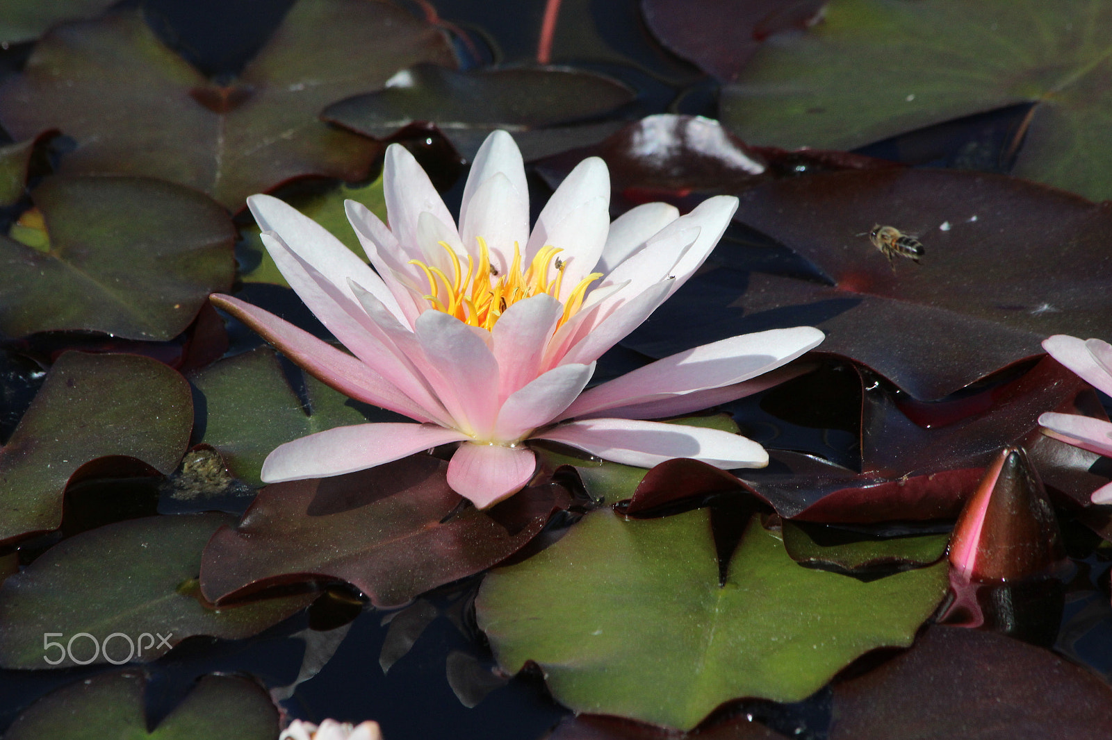 Canon EF 70-300mm F4-5.6 IS USM sample photo. Landing photography