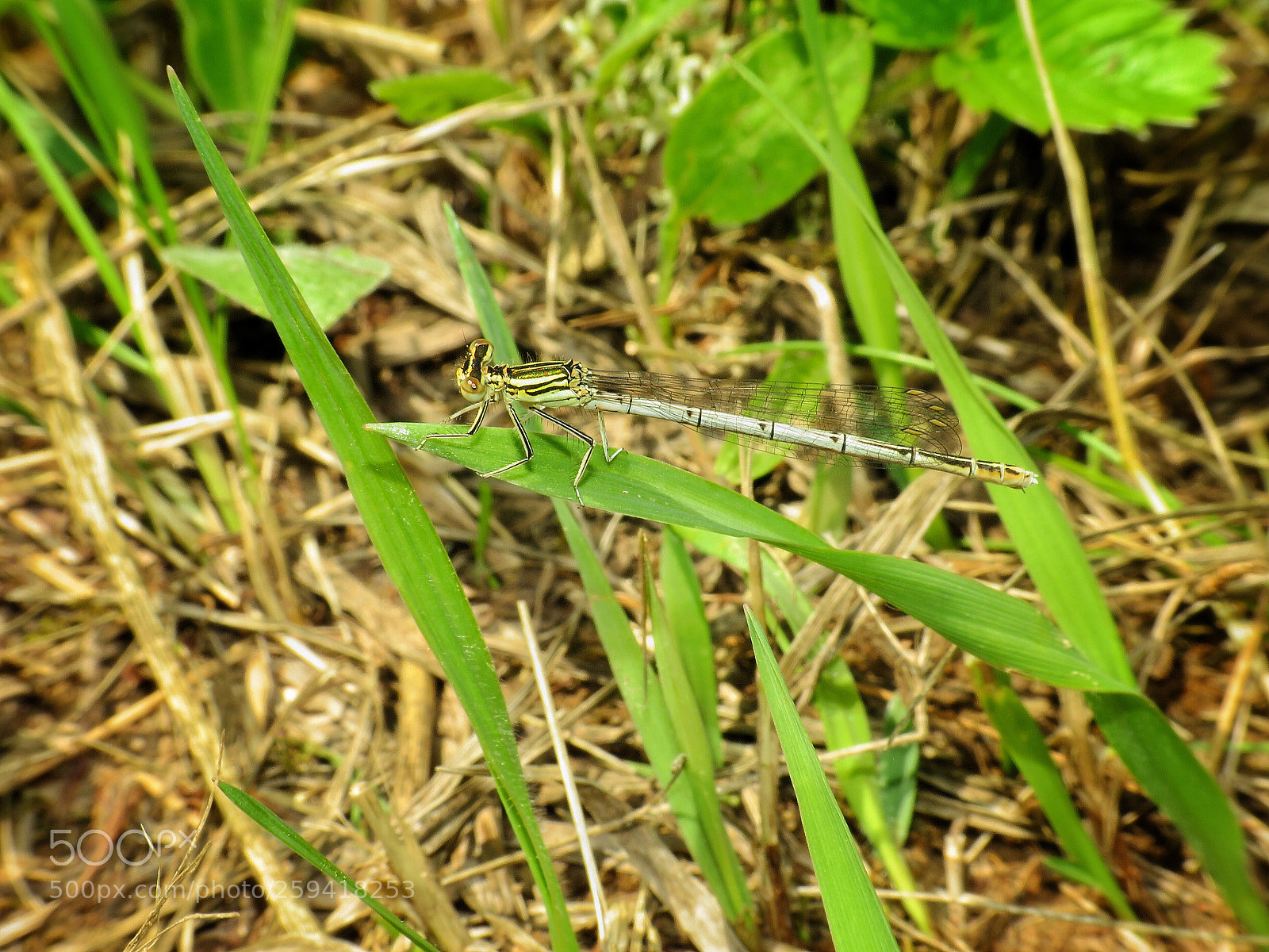 Canon PowerShot SX540 HS sample photo. Untitled photography