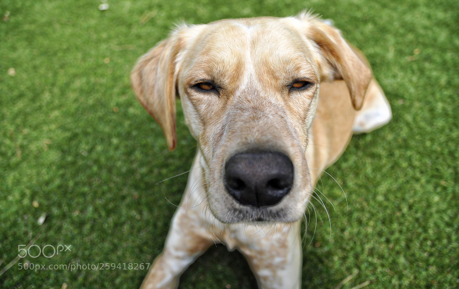 Nikon D90 sample photo. Hello doggy iii photography