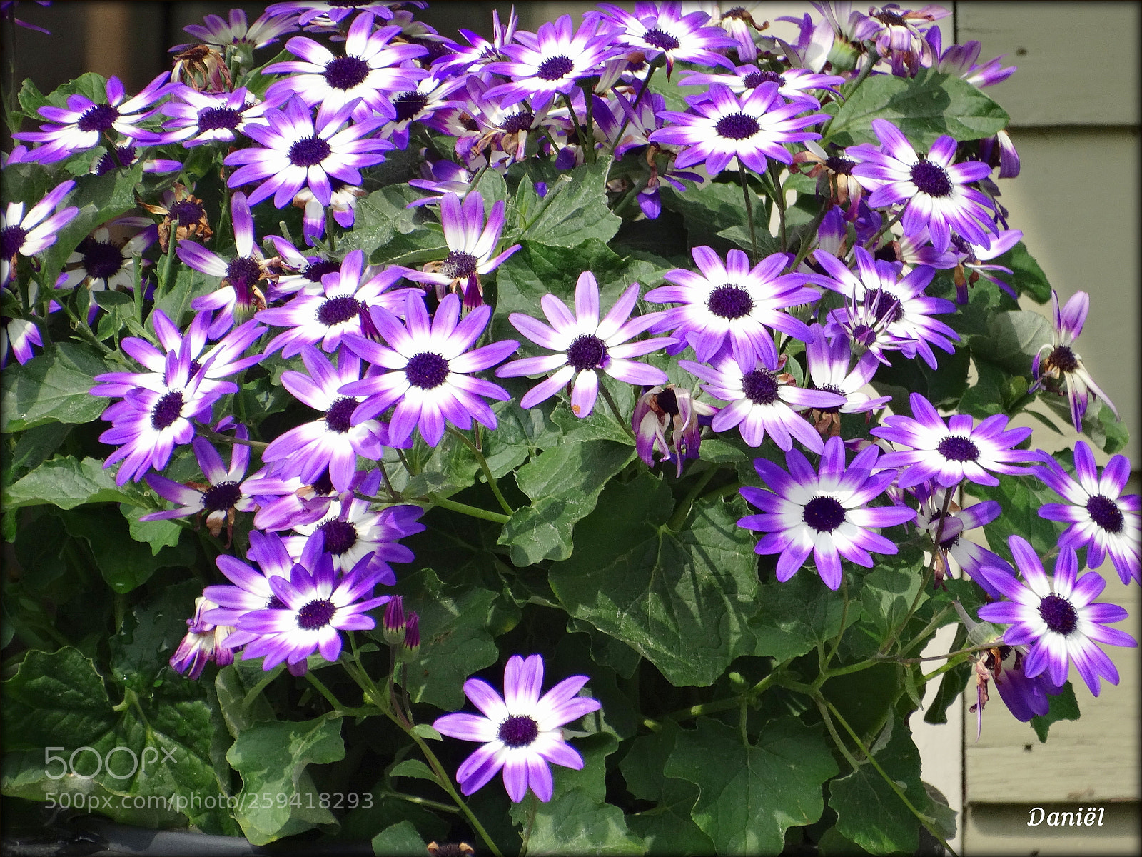 Sony Cyber-shot DSC-HX300 sample photo. Bloemen ... .. . photography