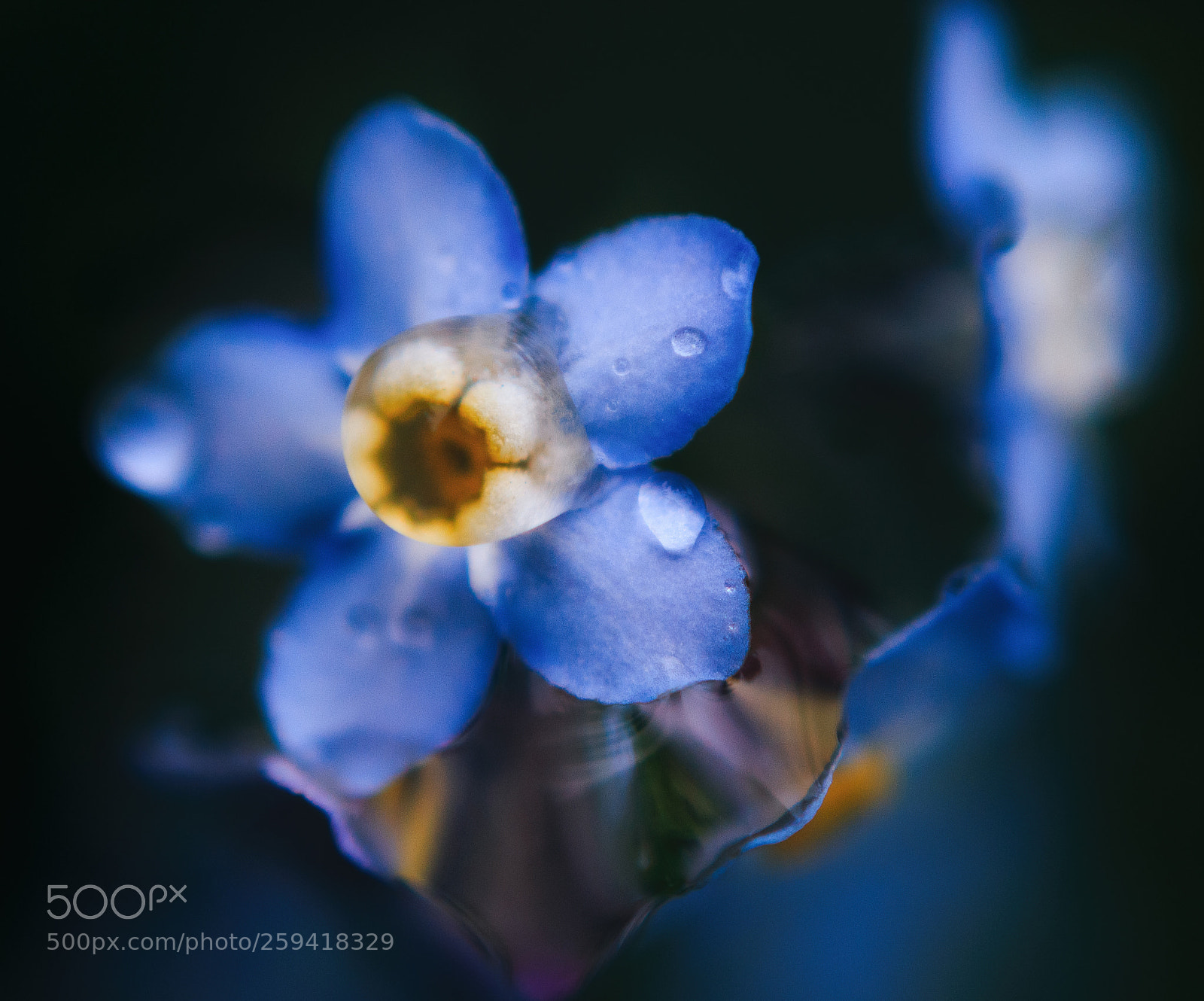 Canon EOS 70D sample photo. Rain of the flowers photography