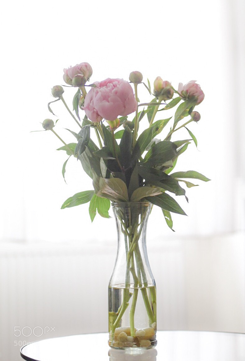 Nikon D750 sample photo. Untitled photography