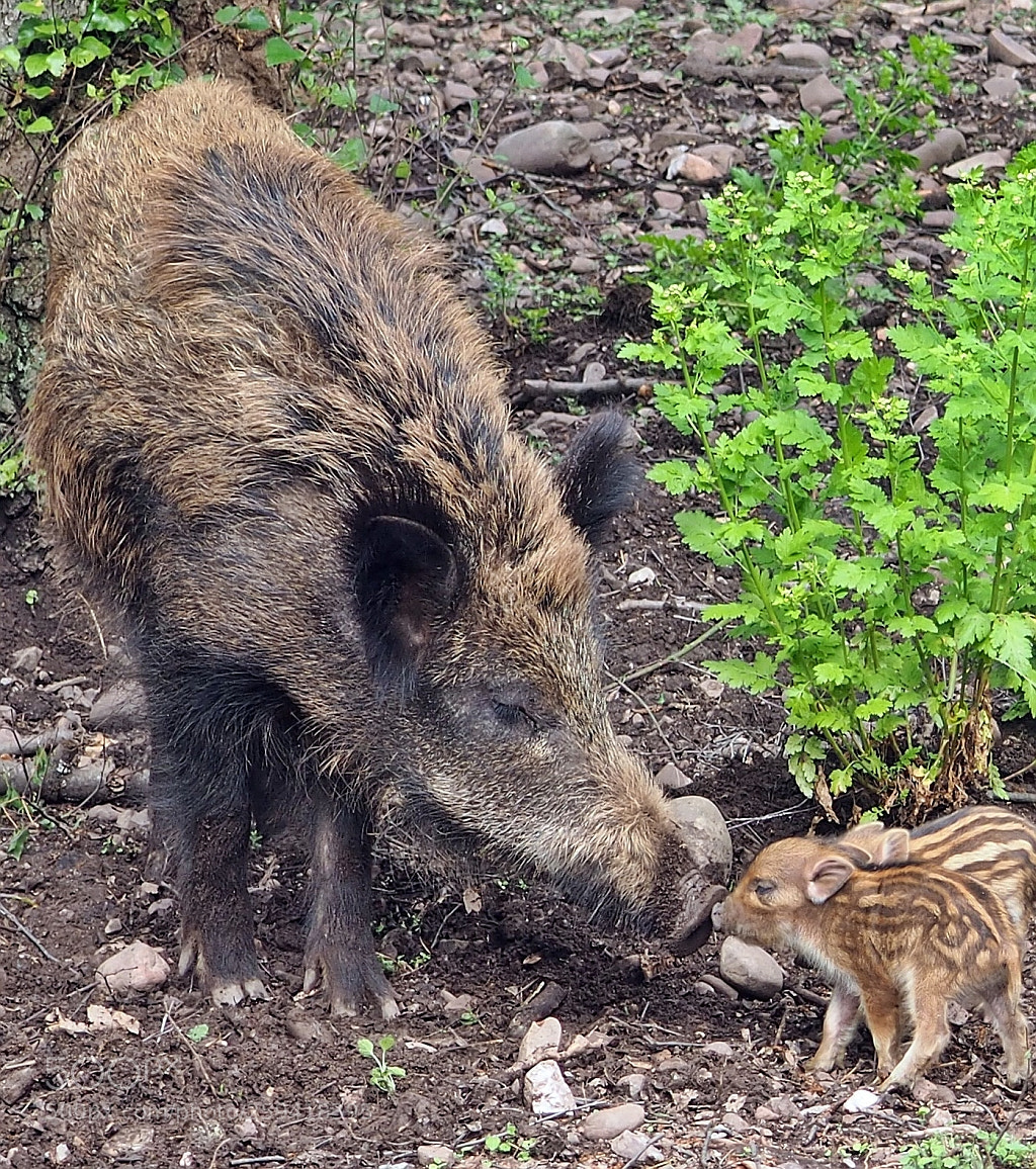 Olympus OM-D E-M10 sample photo. Wild boar family photography
