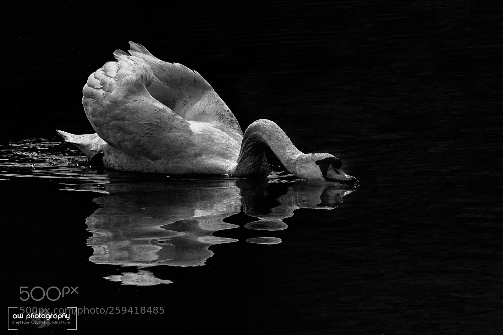 Canon EOS 6D sample photo. Thirsty swan photography