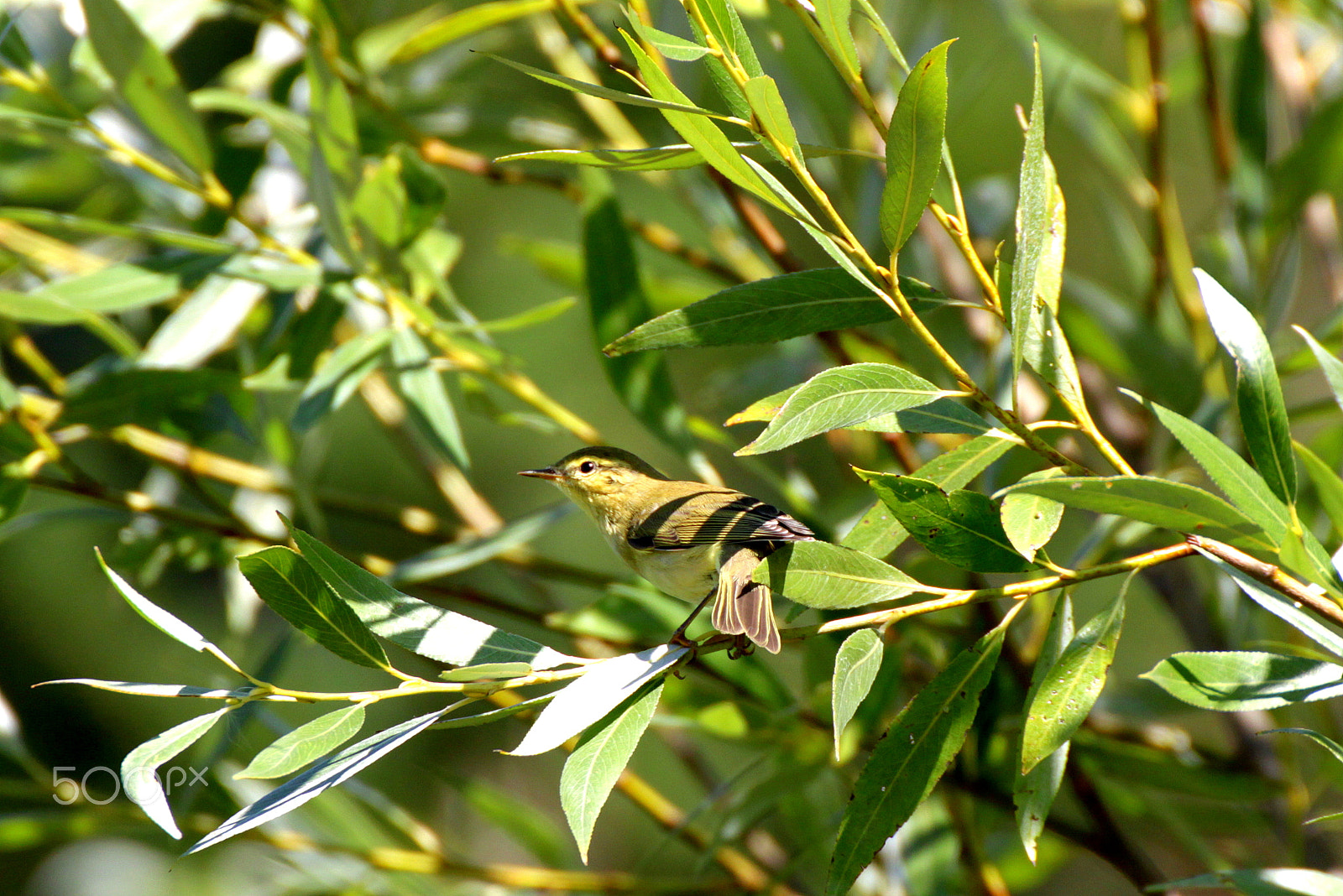 Tamron SP 35mm F1.8 Di VC USD sample photo. Willow warbler photography