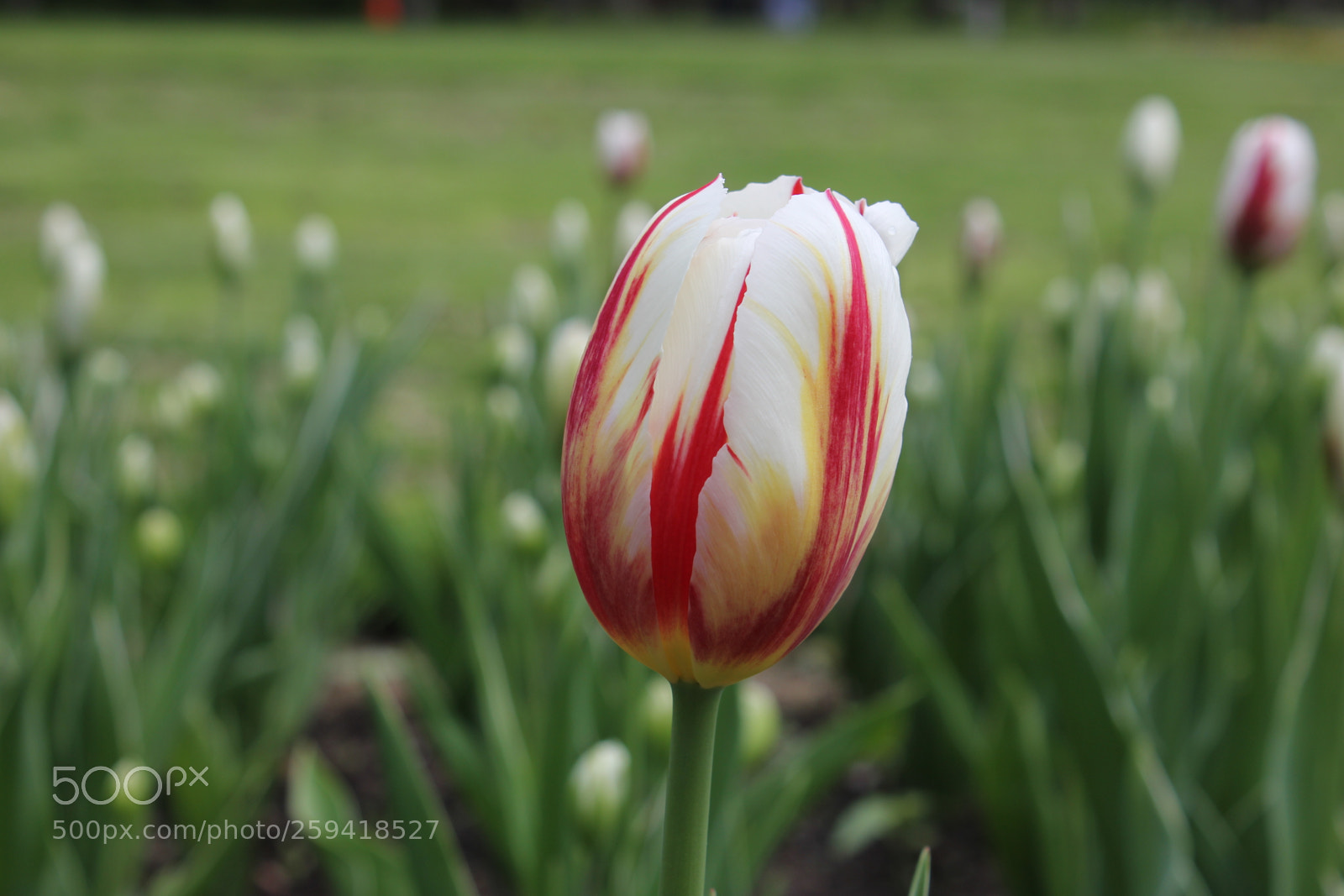 Canon EOS 550D (EOS Rebel T2i / EOS Kiss X4) sample photo. Tulips rosetta mcclain gardens photography