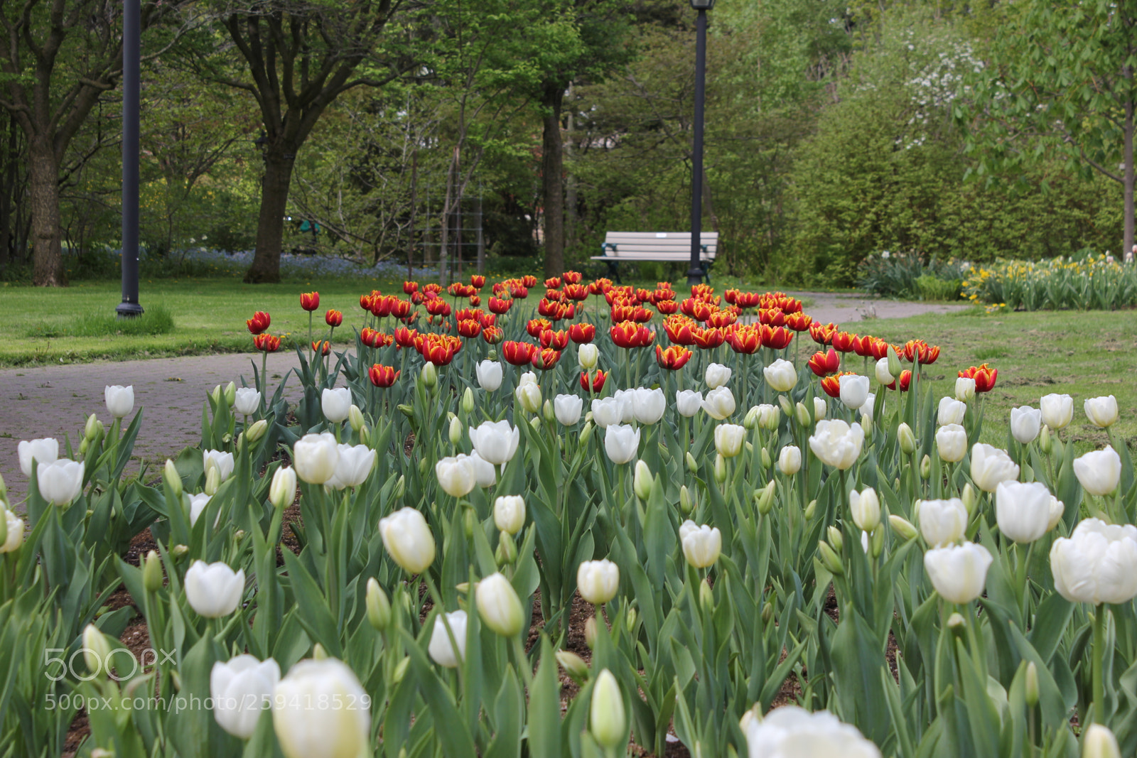 Canon EOS 550D (EOS Rebel T2i / EOS Kiss X4) sample photo. Tulips rosetta mcclain gardens photography