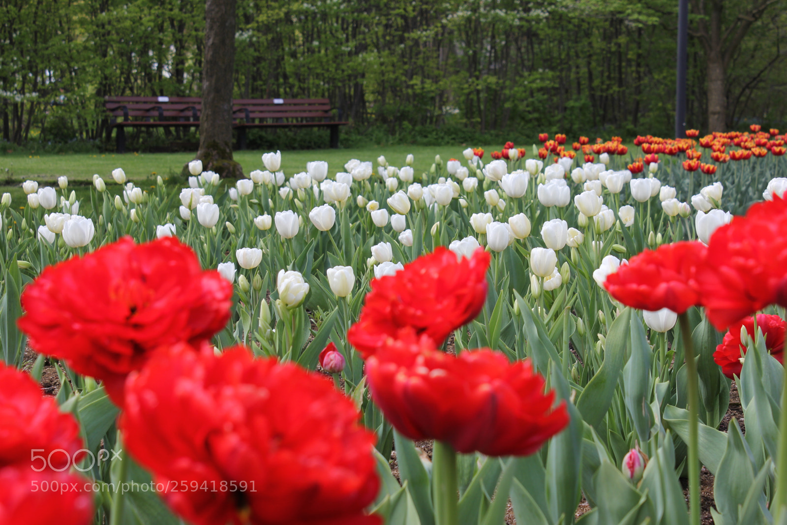 Canon EOS 550D (EOS Rebel T2i / EOS Kiss X4) sample photo. Tulips rosetta mcclain gardens photography