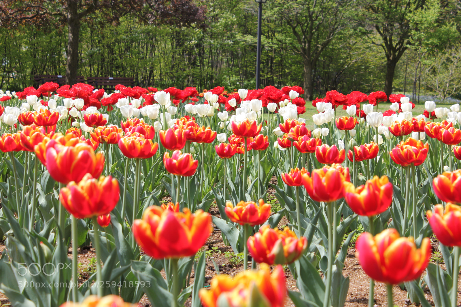 Canon EOS 550D (EOS Rebel T2i / EOS Kiss X4) sample photo. Tulips rosetta mcclain gardens photography