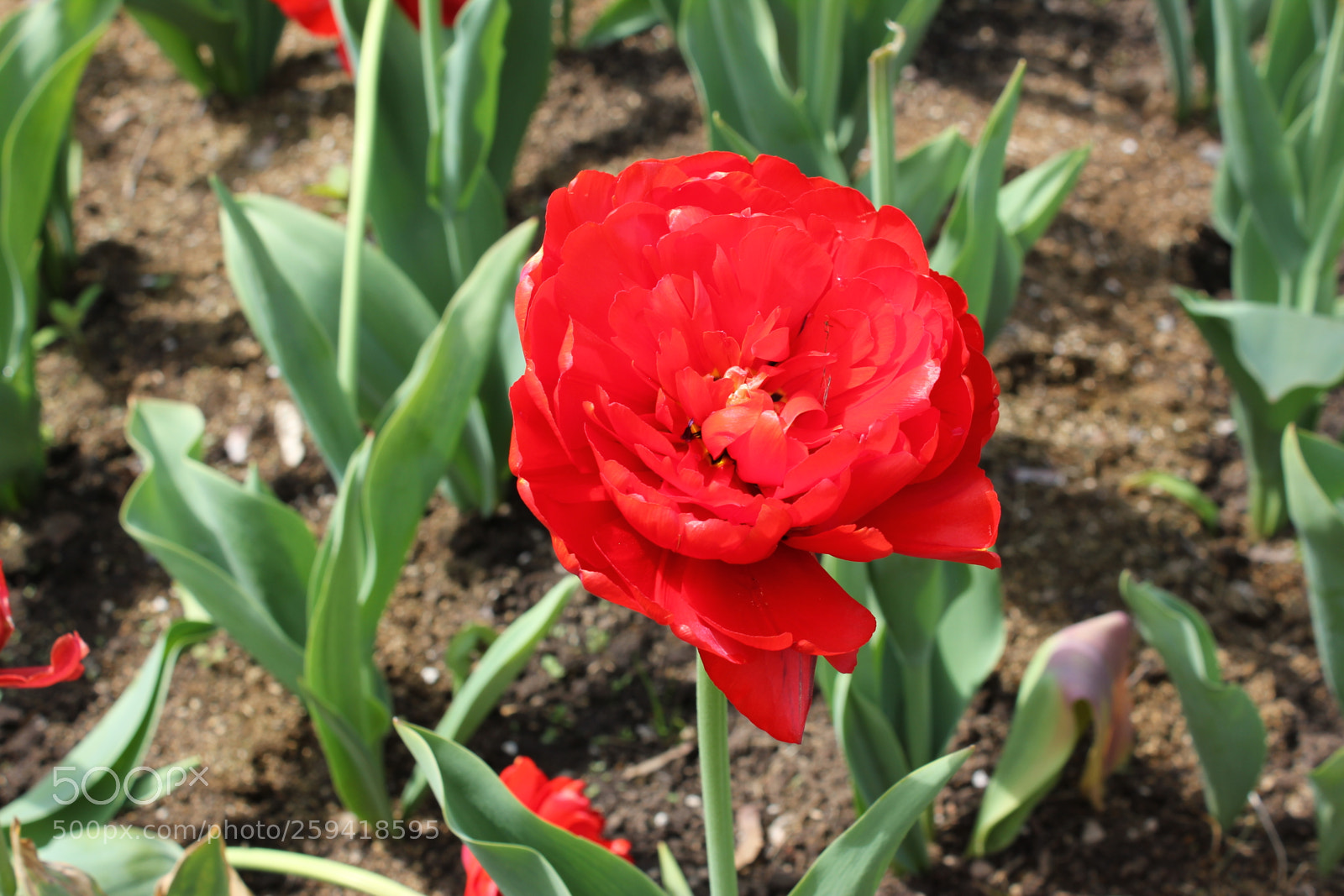 Canon EOS 550D (EOS Rebel T2i / EOS Kiss X4) sample photo. Tulips rosetta mcclain gardens photography