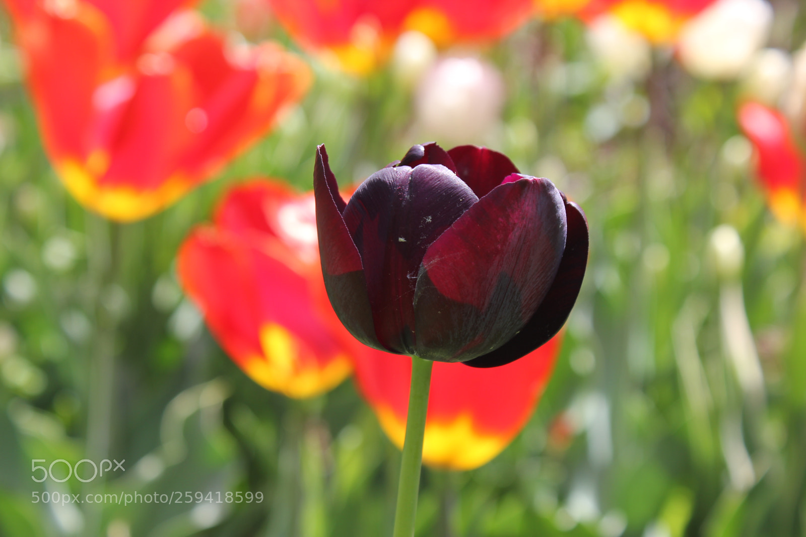 Canon EOS 550D (EOS Rebel T2i / EOS Kiss X4) sample photo. Tulips rosetta mcclain gardens photography