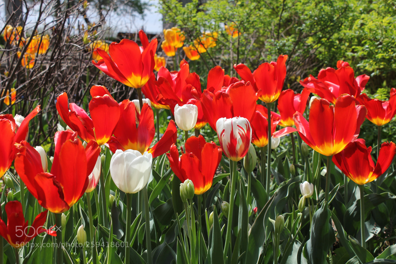 Canon EOS 550D (EOS Rebel T2i / EOS Kiss X4) sample photo. Tulips rosetta mcclain gardens photography