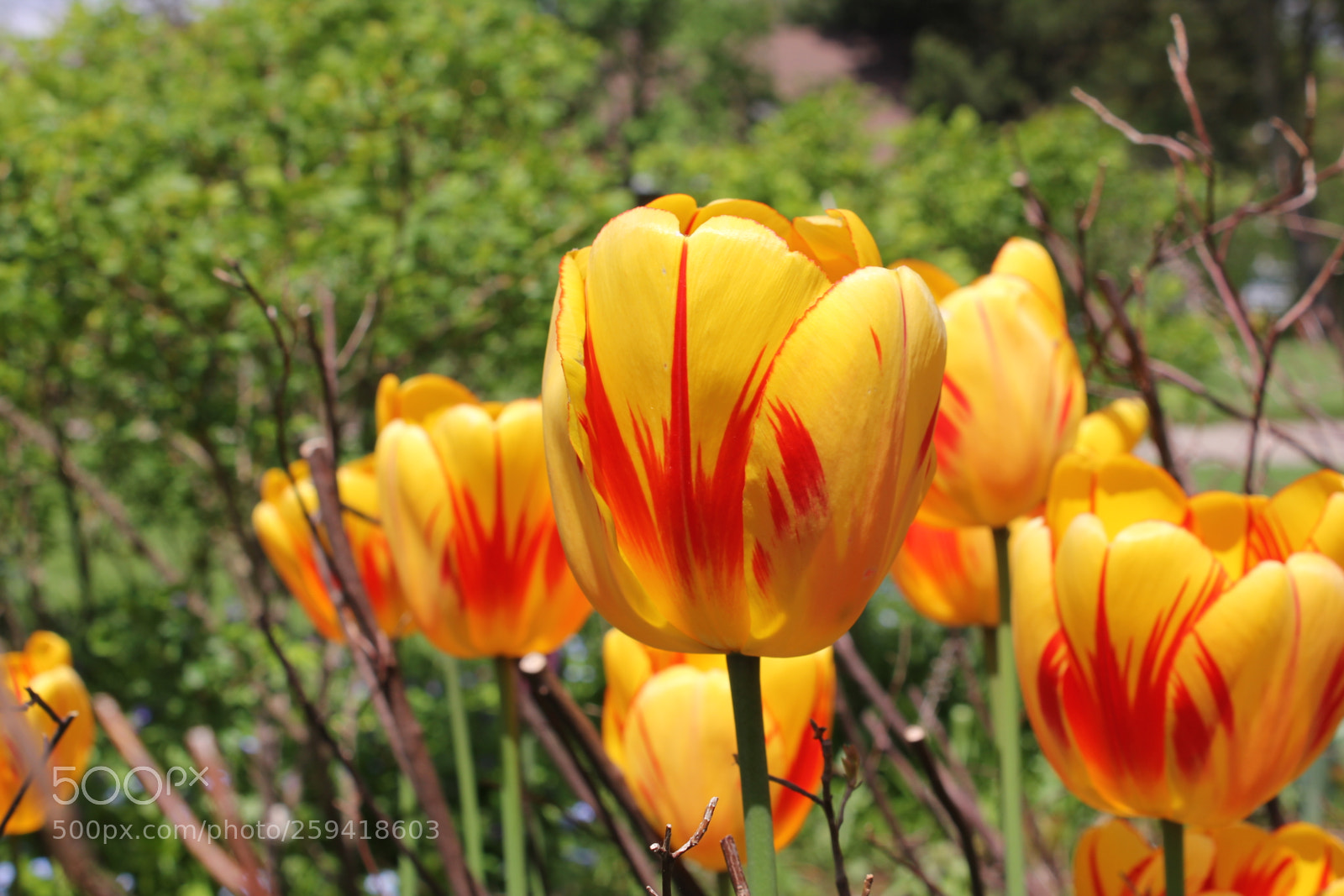 Canon EOS 550D (EOS Rebel T2i / EOS Kiss X4) sample photo. Tulips rosetta mcclain gardens photography