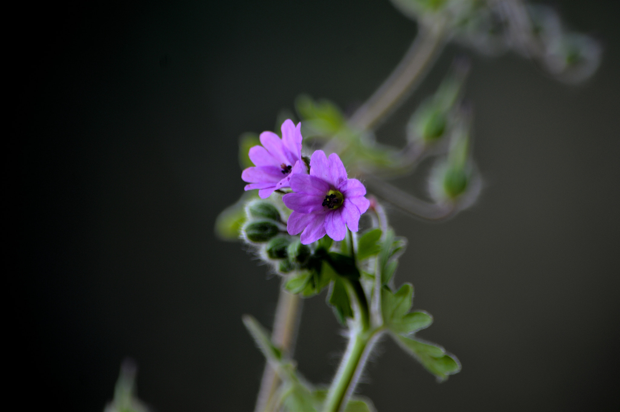 Nikon D3200 sample photo. Wildflowers photography