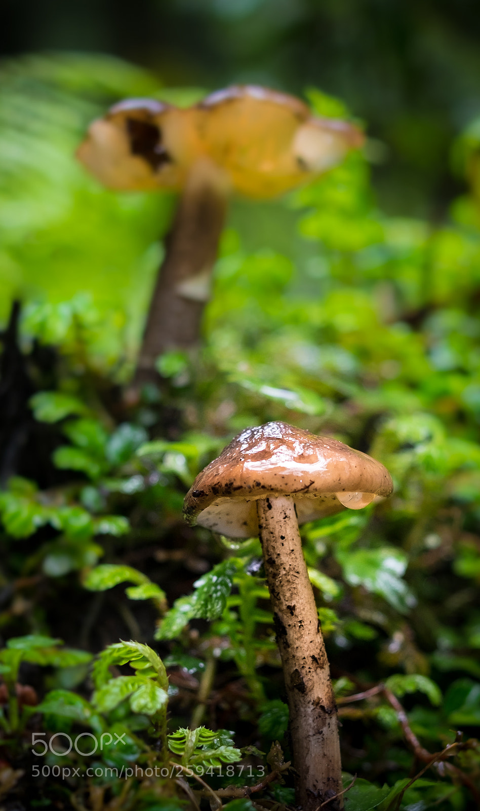 Fujifilm X-E2 sample photo. Mushroom photography