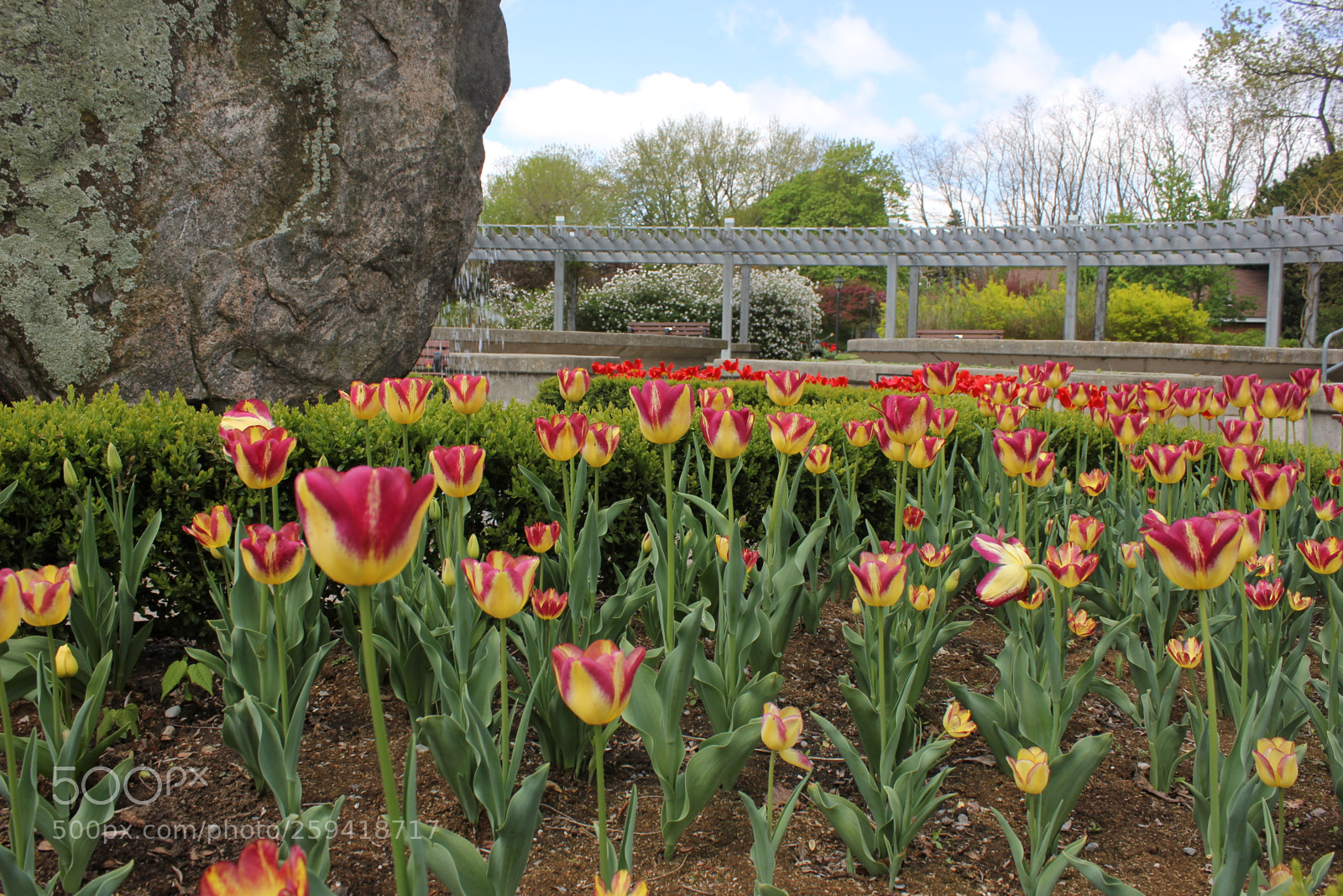 Canon EOS 550D (EOS Rebel T2i / EOS Kiss X4) sample photo. Tulips rosetta mcclain gardens photography